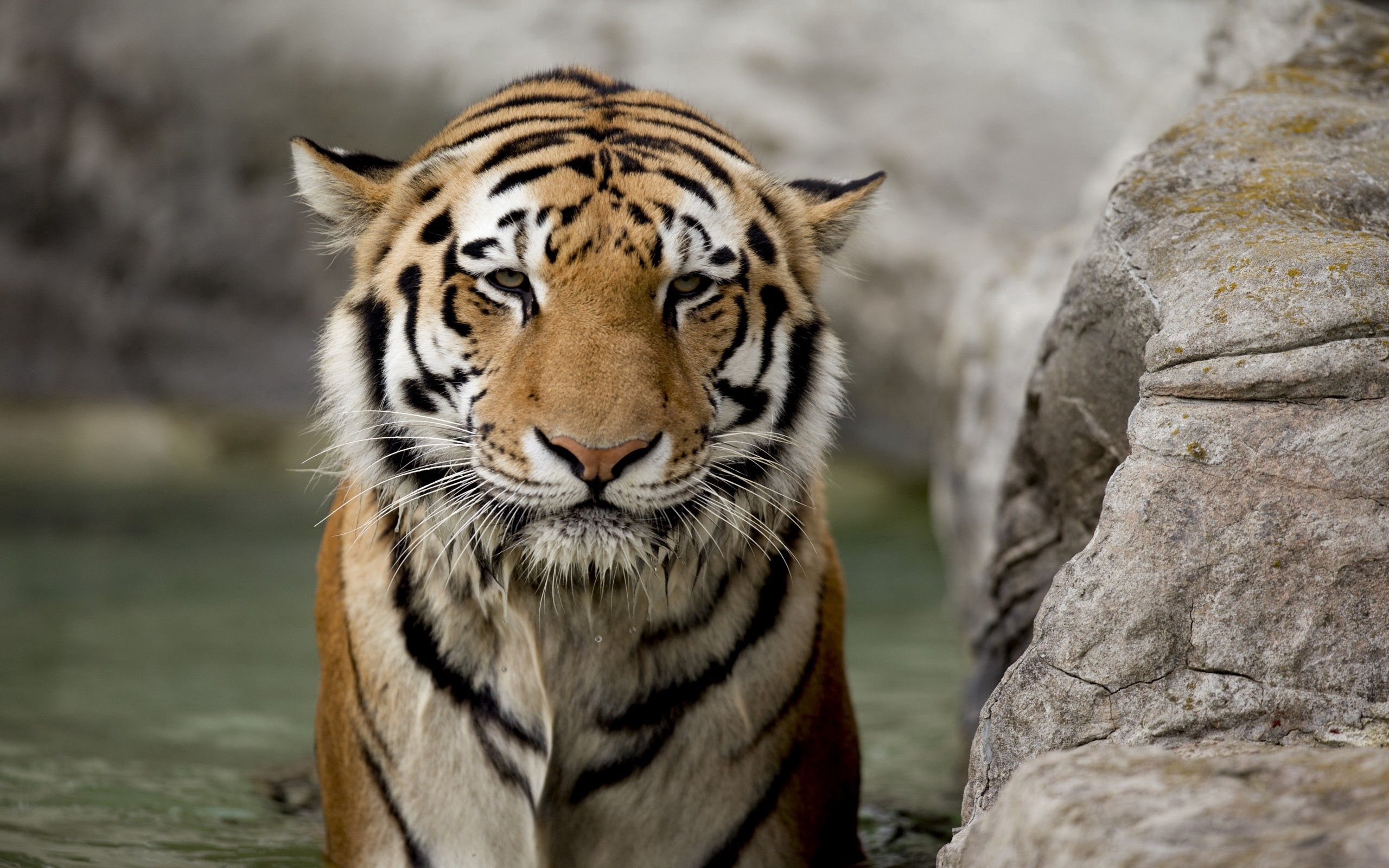 Download mobile wallpaper Tiger, Big Cat, Rock, Stone, Muzzle, Animals for free.