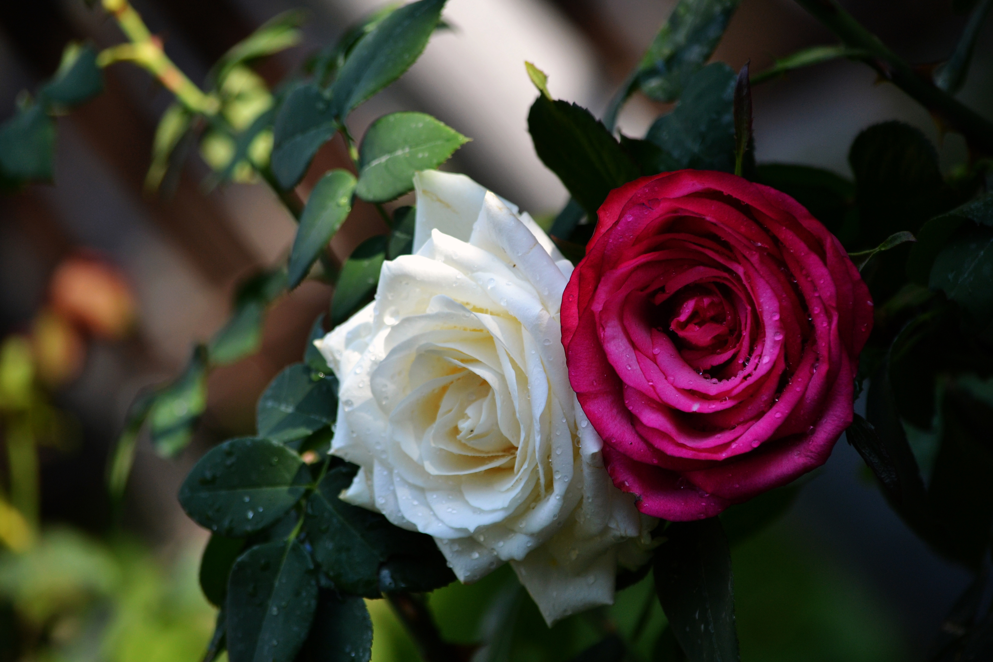Две розы фото картинки