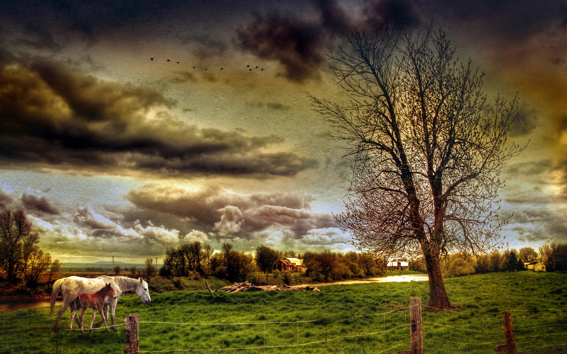 Download mobile wallpaper Animals, Landscape, Fields, Horses for free.