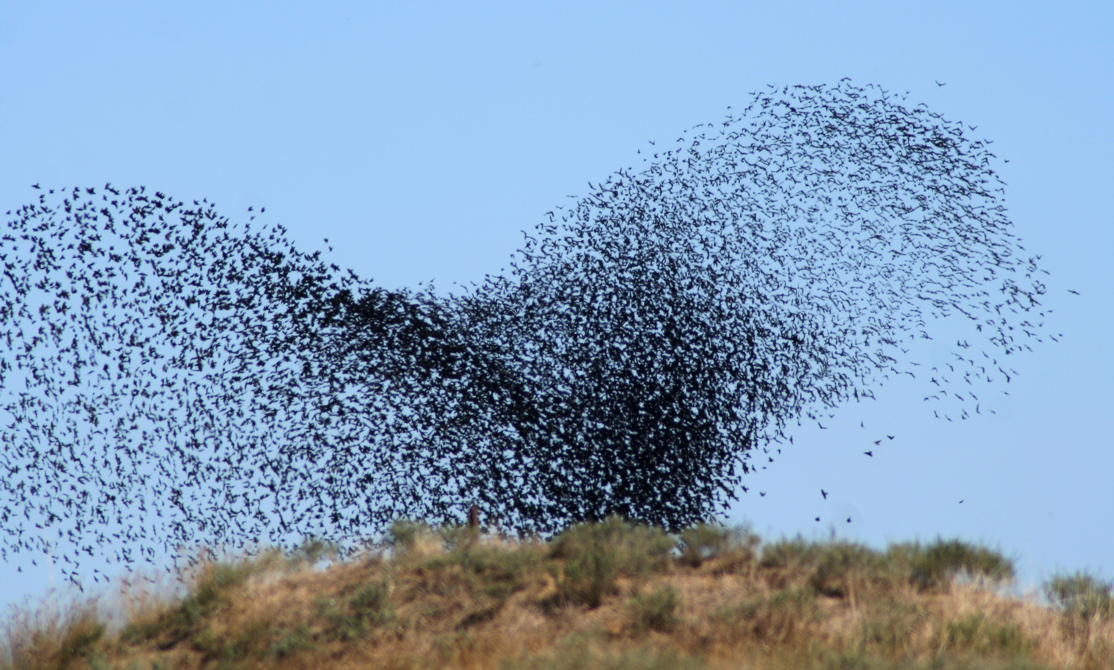 Download mobile wallpaper Roy, Swarm, Flock, Takeoff, Nature, Birds for free.