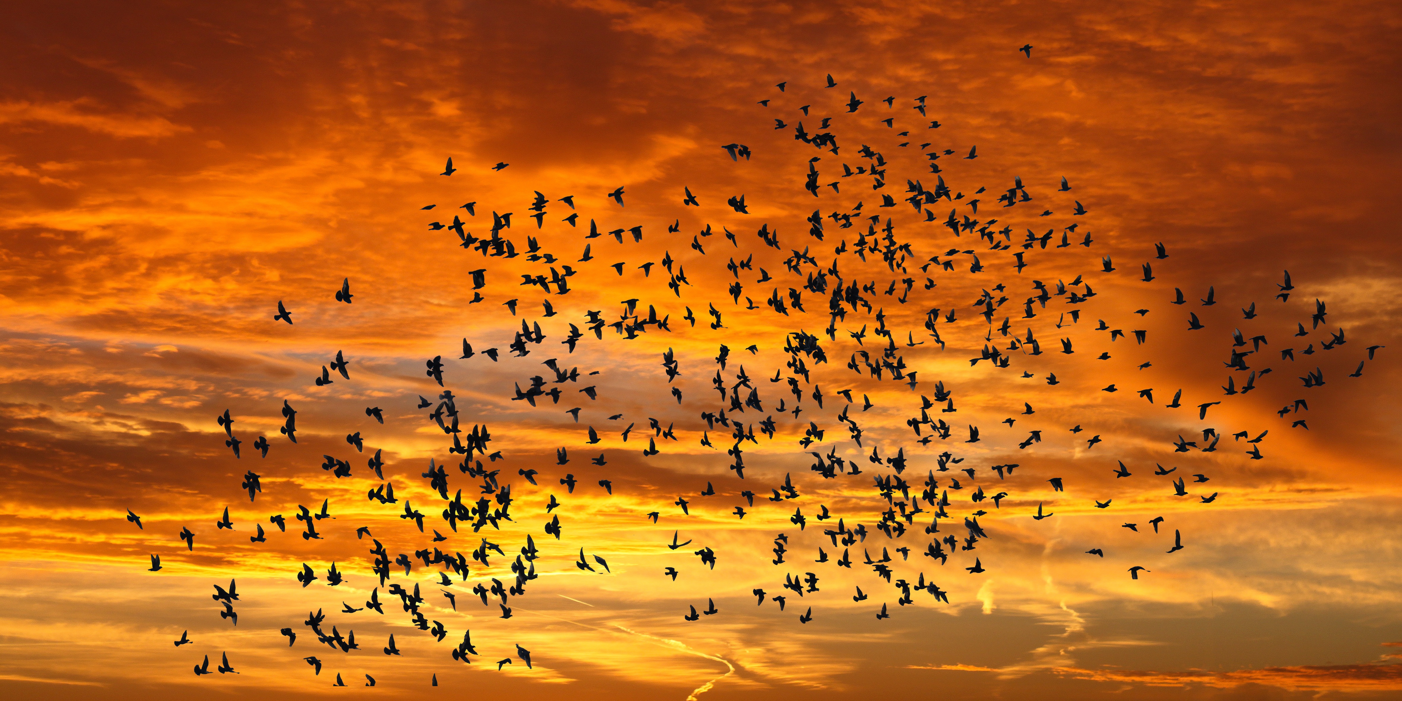 sunset, nature, birds, sky, clouds, silhouettes, flight Desktop Wallpaper