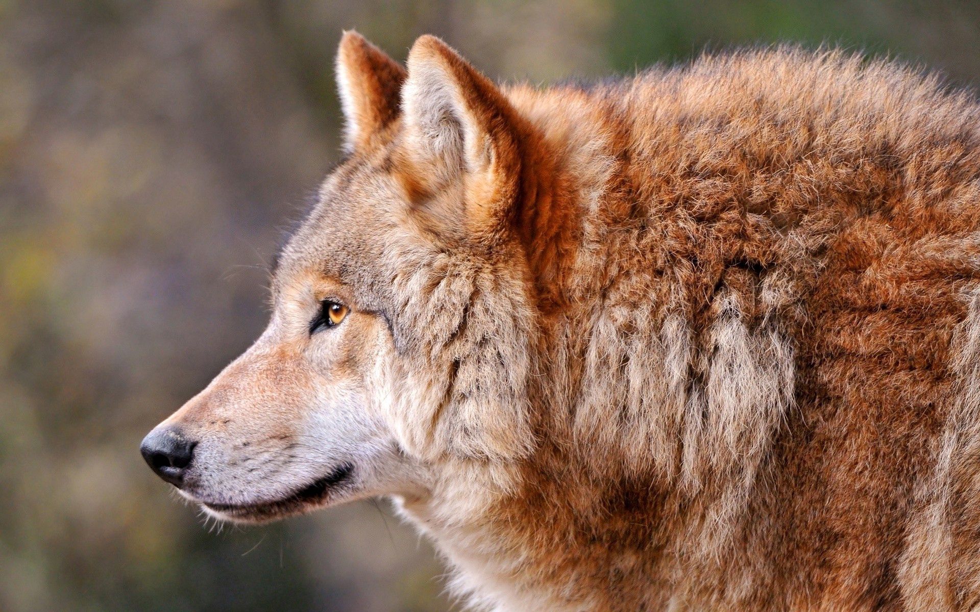 Laden Sie das Profil, Tier, Tiere, Hund, Predator, Raubtier, Wolf-Bild kostenlos auf Ihren PC-Desktop herunter
