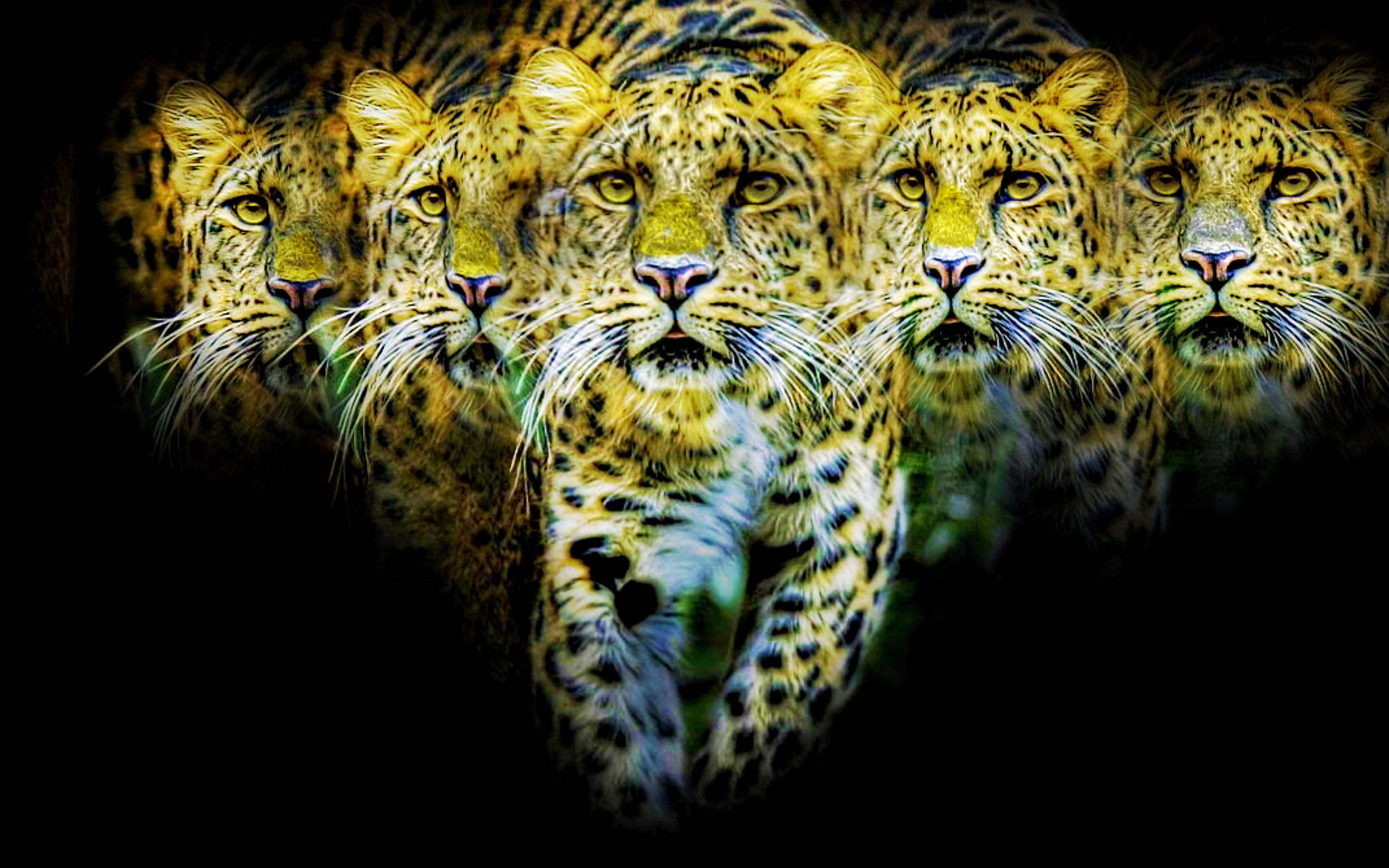 animal, jaguar, cats 8K