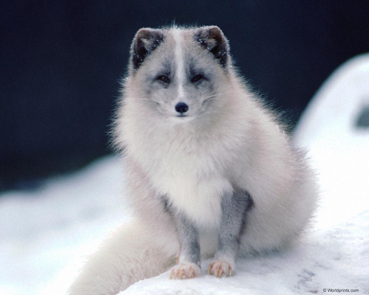 animals, polar foxes, gray HD wallpaper