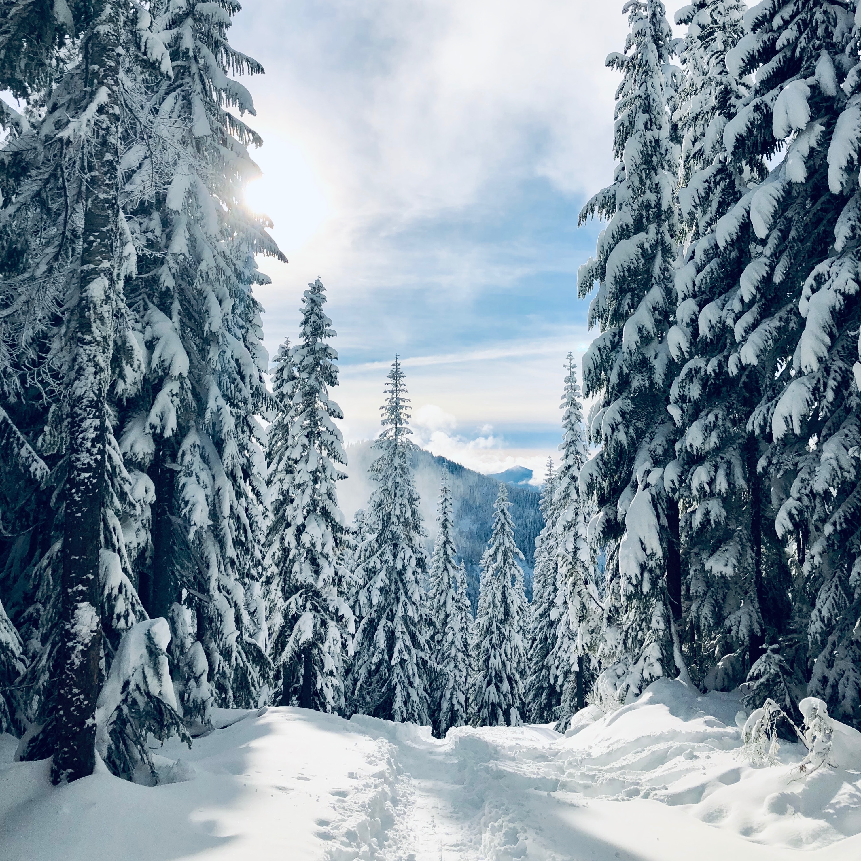 Handy-Wallpaper Schnee, Pfad, Natur, Bäume, Wald, Spuren, Winter, Tannenbaum kostenlos herunterladen.