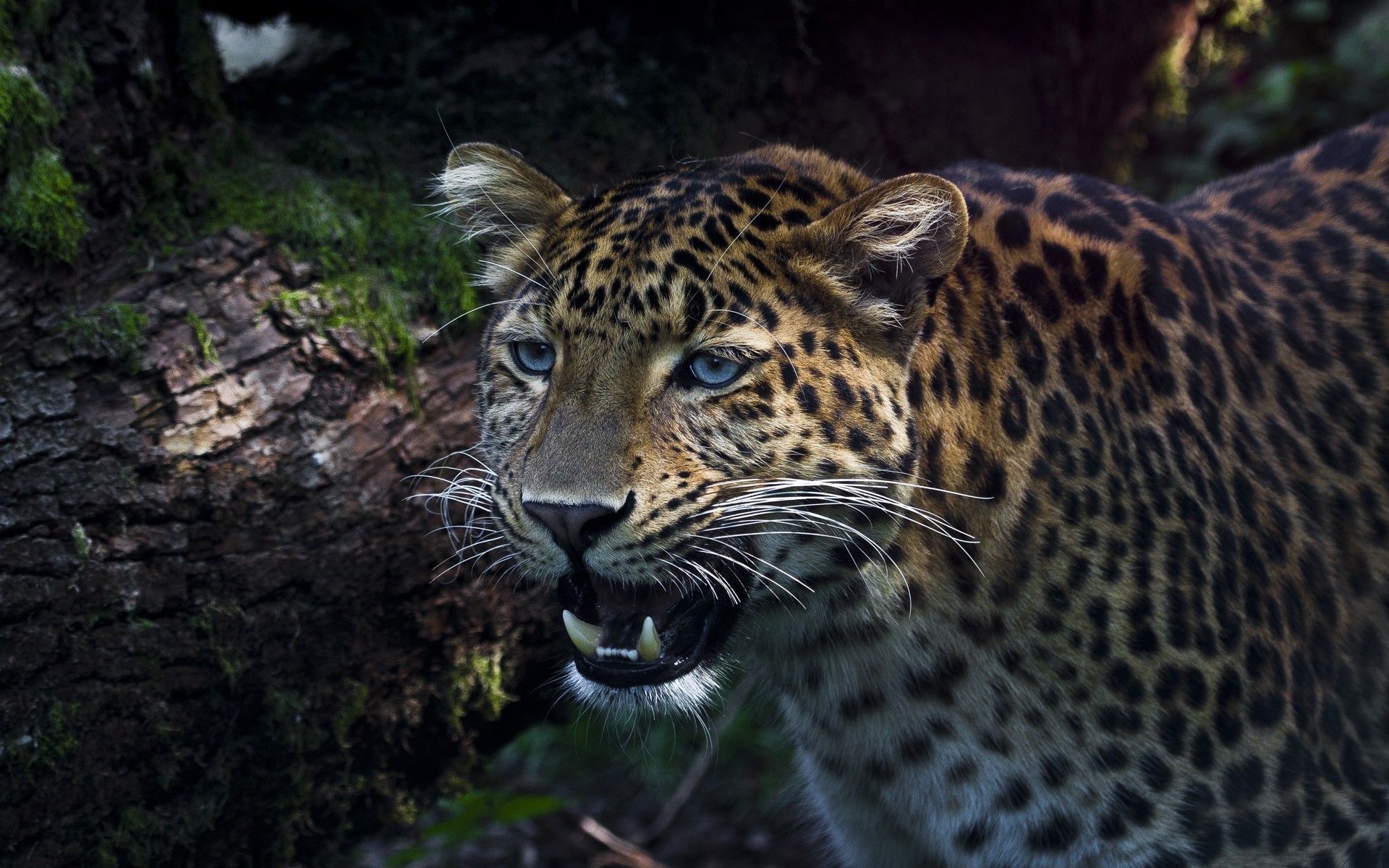 300880 Hintergrundbild herunterladen tiere, leopard, katzen - Bildschirmschoner und Bilder kostenlos