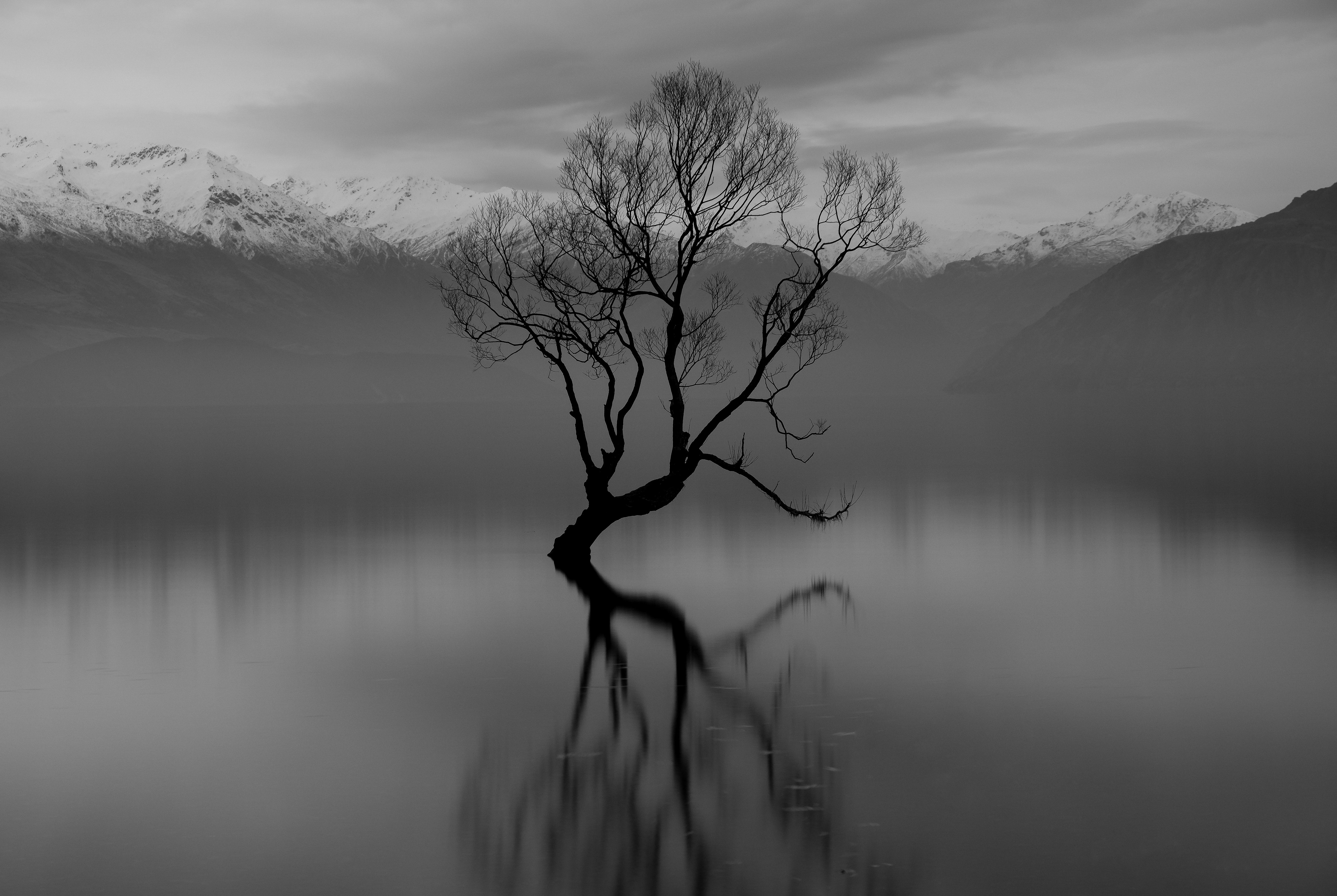 earth, lake wānaka, black & white, lake wanaka, new zealand, tree, lakes