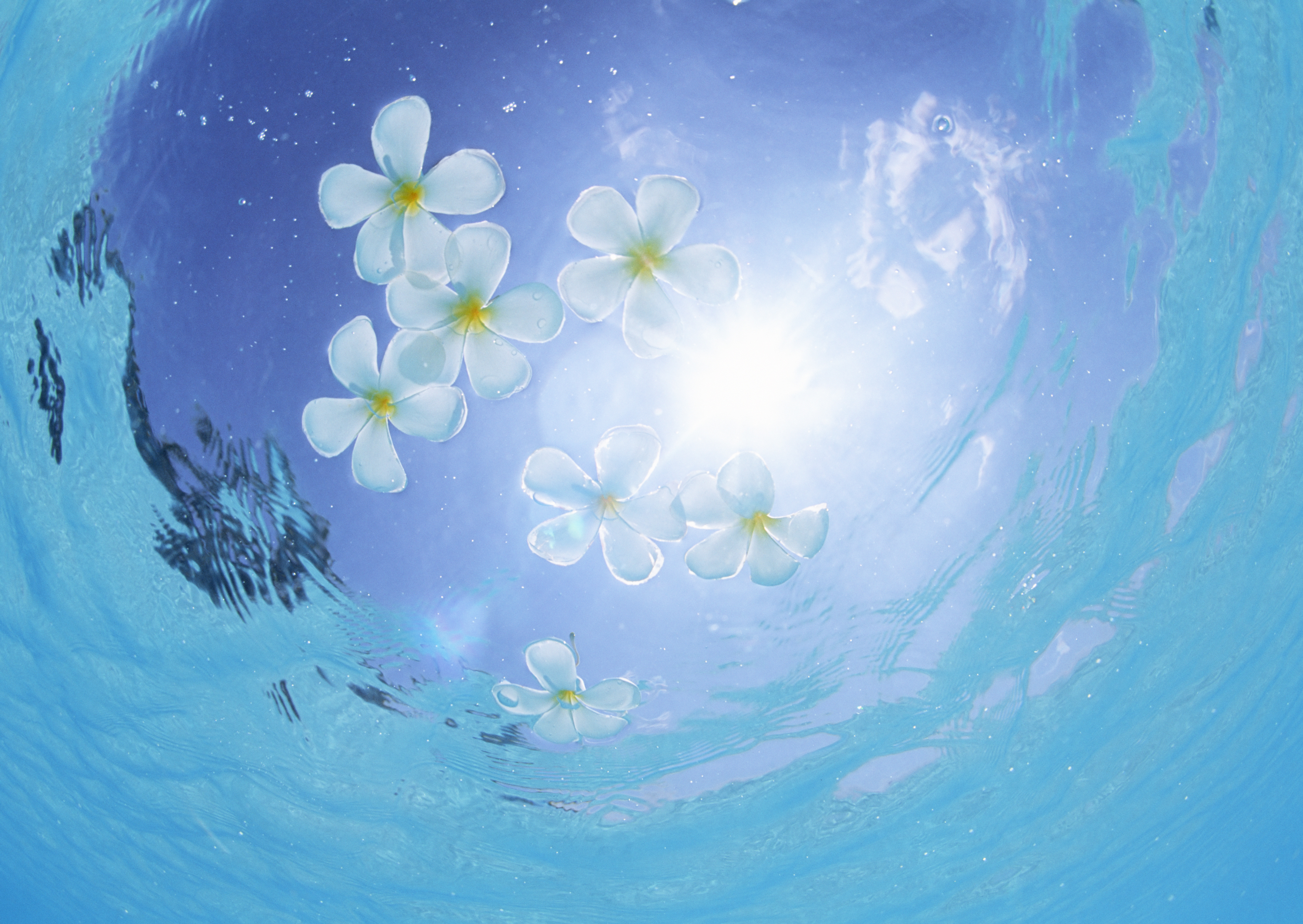 Цветы под водой