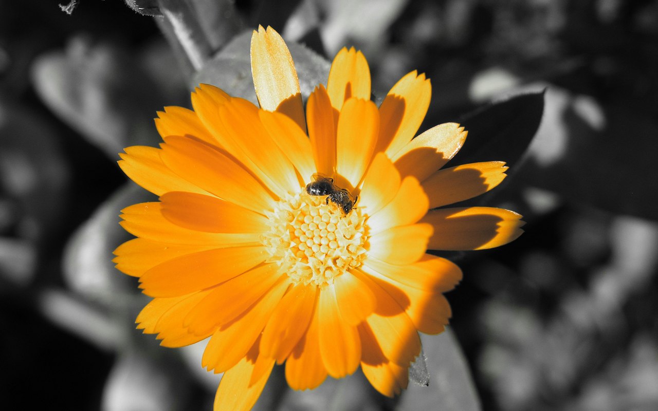 High Definition Orange Flower background