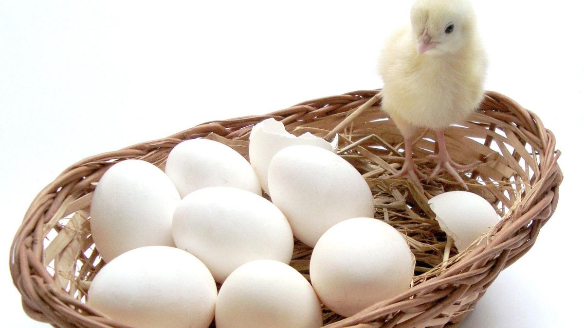 К чему снятся цыплята в яйцах