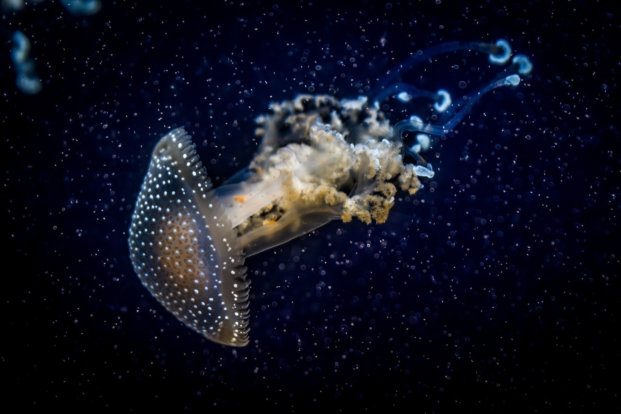 Скачать обои бесплатно Медуза, Темный, Разное, Подводный Мир картинка на рабочий стол ПК