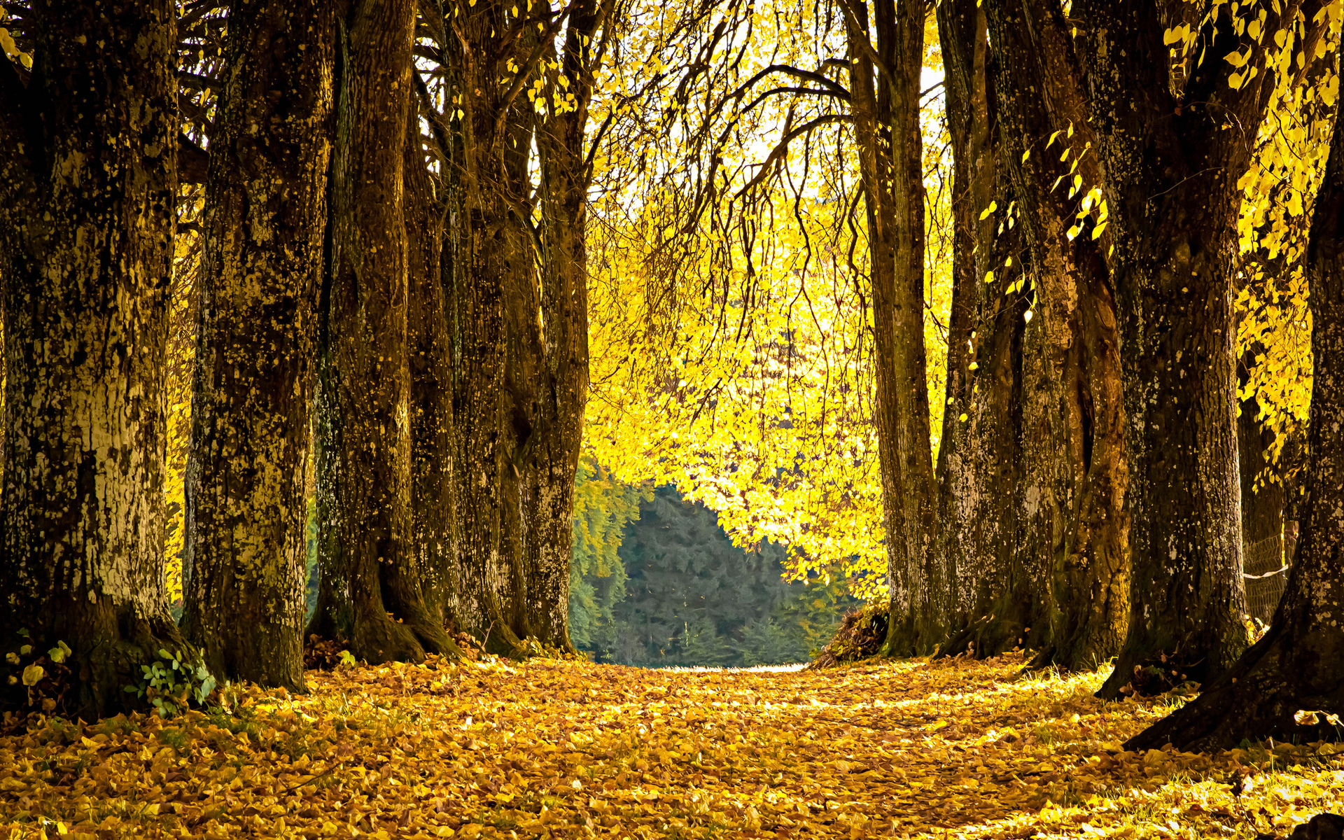 Природа осенний лес желтый
