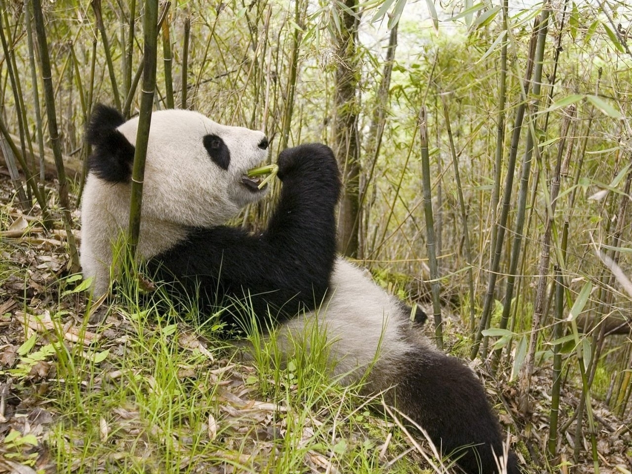 42024 télécharger le fond d'écran animaux, pandas, jaune - économiseurs d'écran et images gratuitement