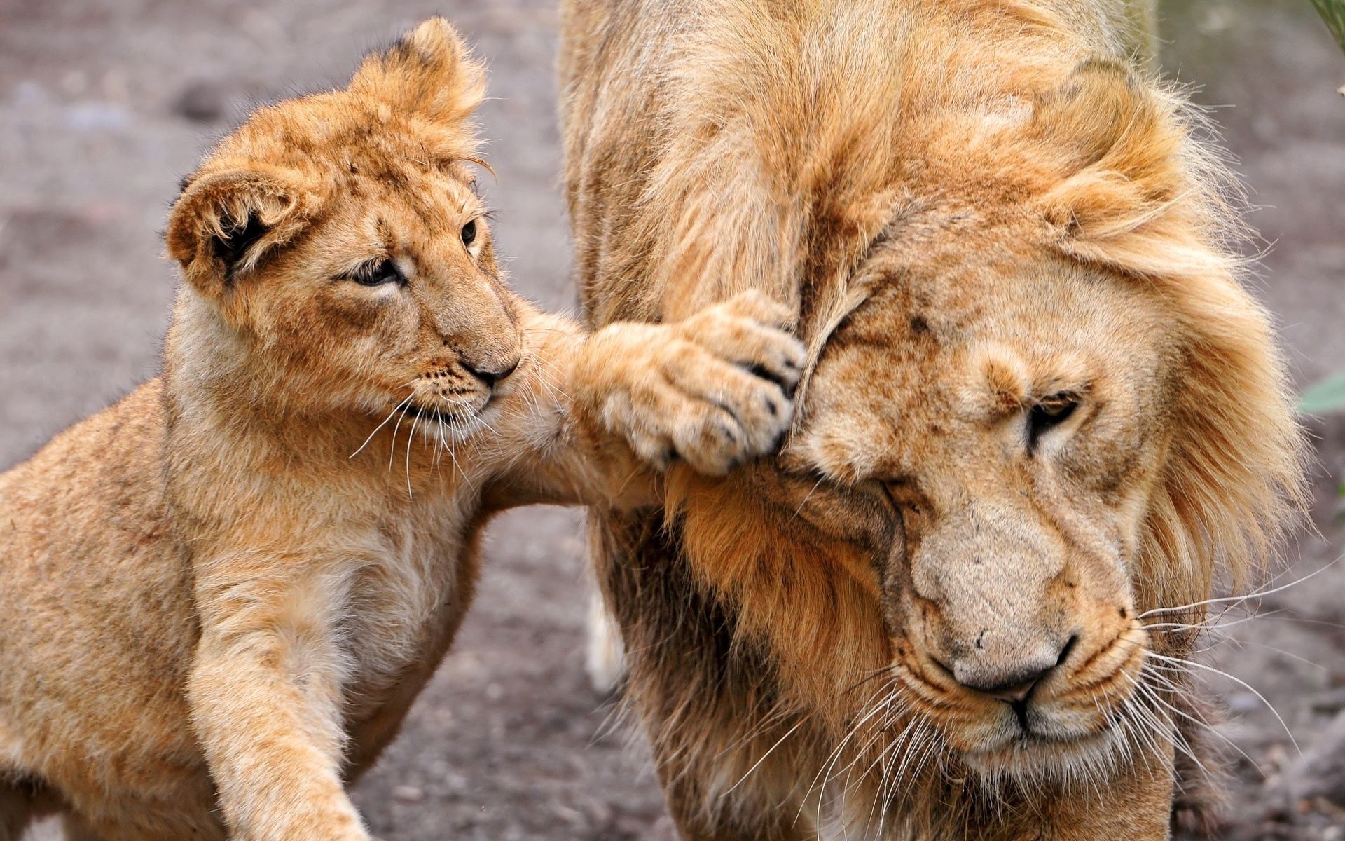 Free download wallpaper Animals, Lioness, Family, Care, Lion Cub, Lion on your PC desktop