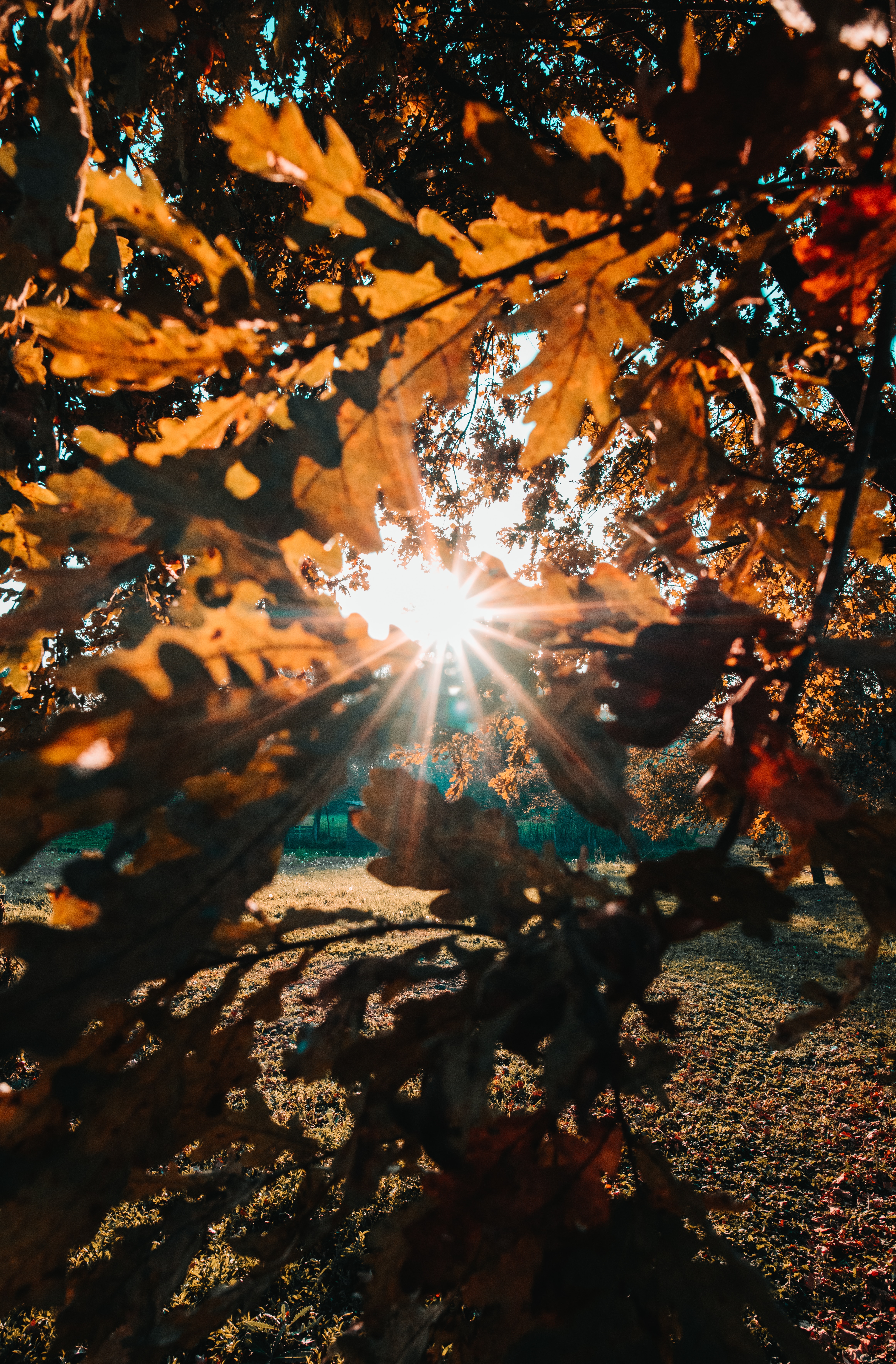 sun, sunlight, leaves, nature, beams, rays, branches