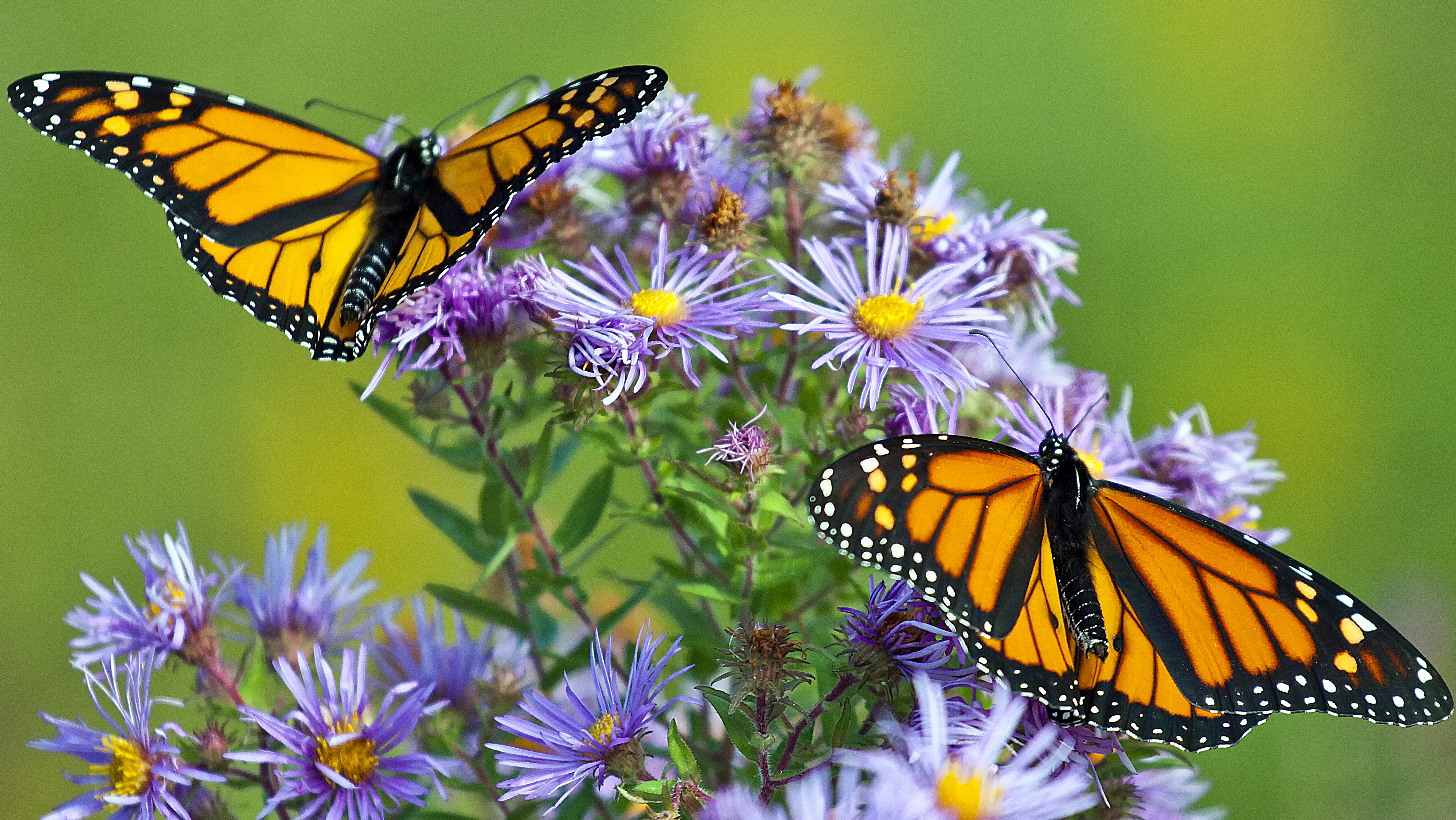 animal, butterfly, flower, insect, monarch butterfly Full HD