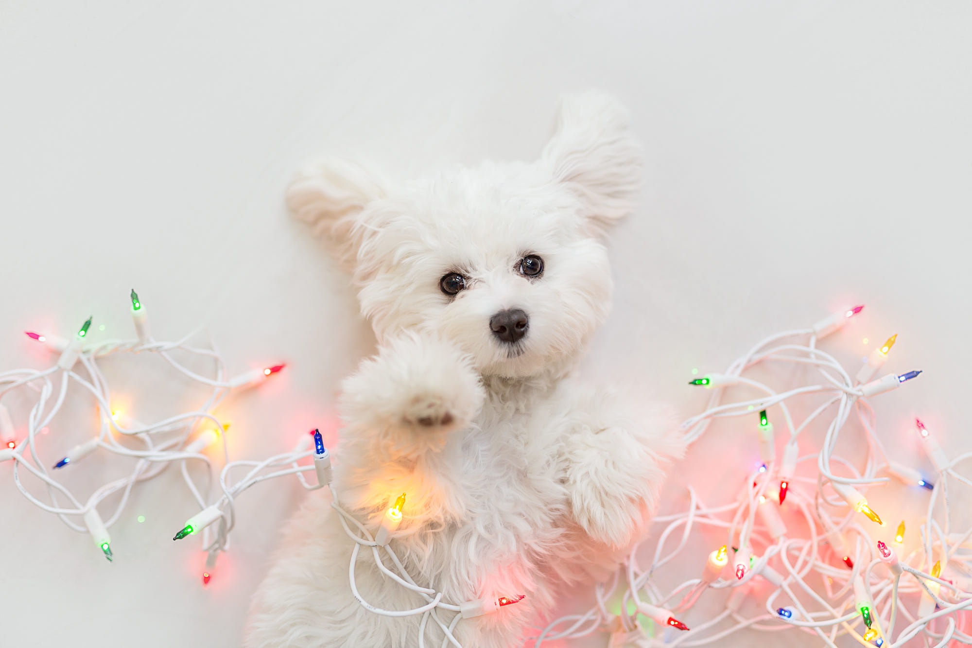 animal, west highland white terrier, baby animal, christmas lights, dog, puppy, dogs