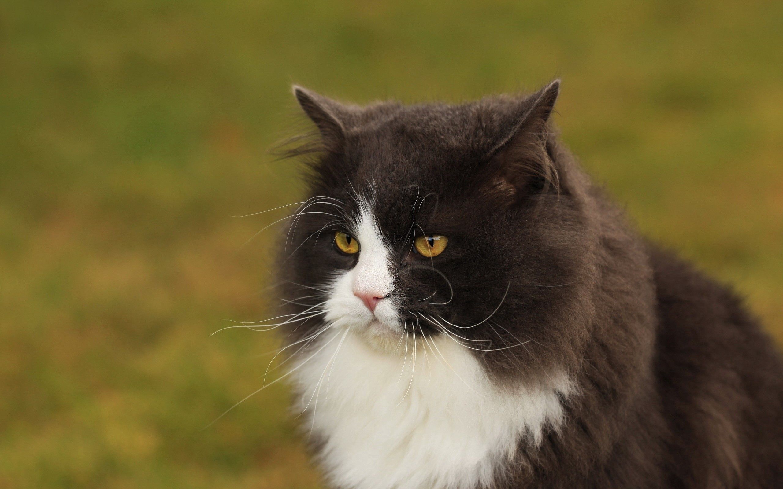 animals, cat, fluffy, muzzle, sight, opinion, fat, thick, anger, dissatisfied, discontented 2160p