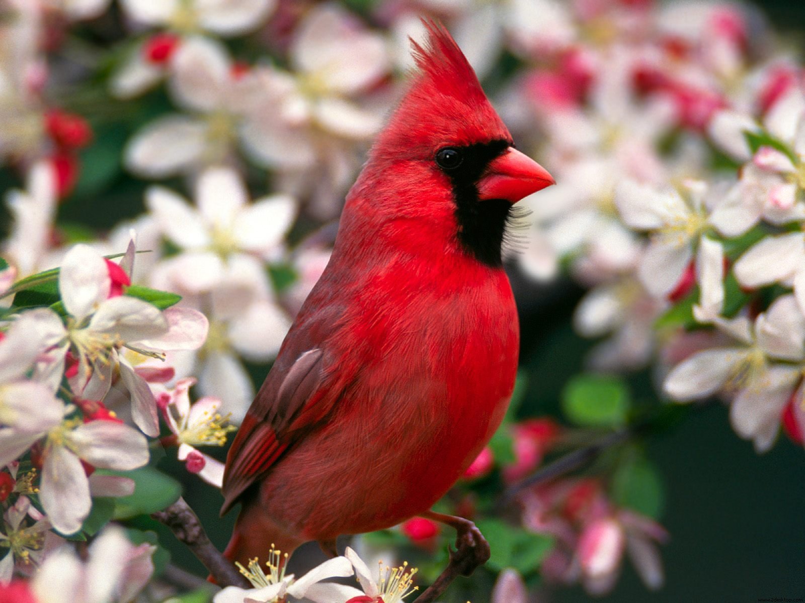 163456 免費下載壁紙 动物, 北美红雀, 鸟类 屏保和圖片