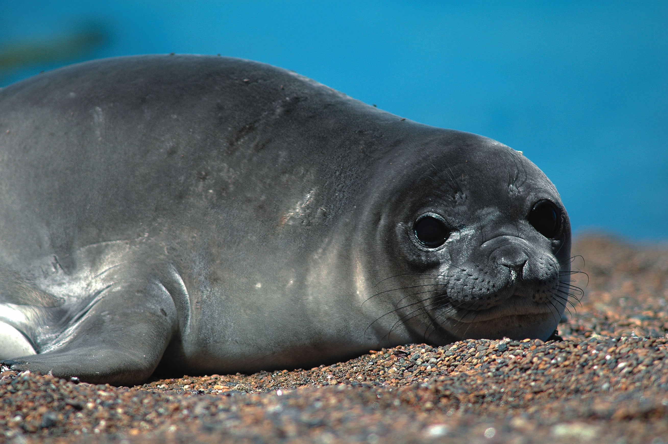 Seal перевод животного