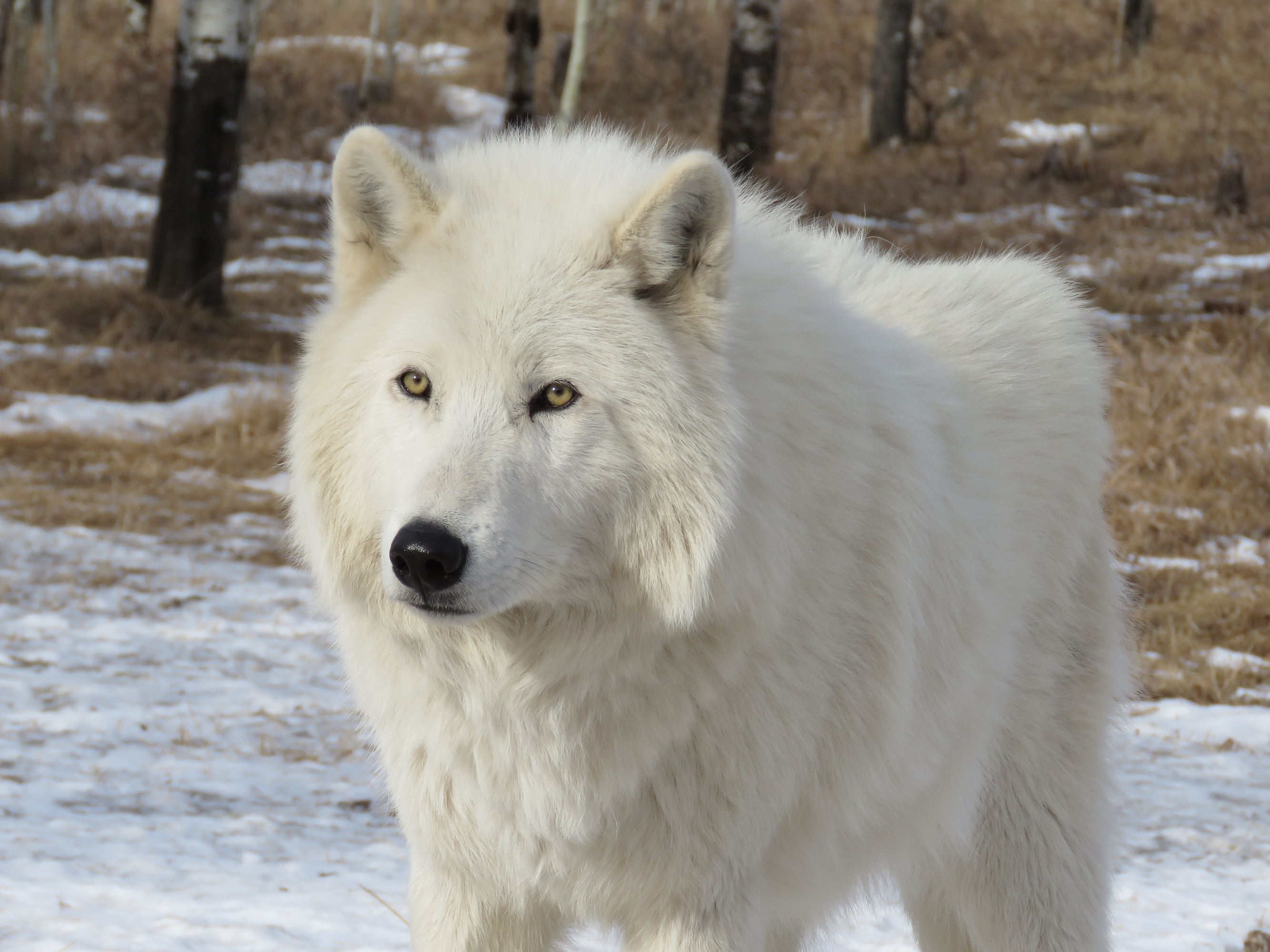 Самоед белый волк