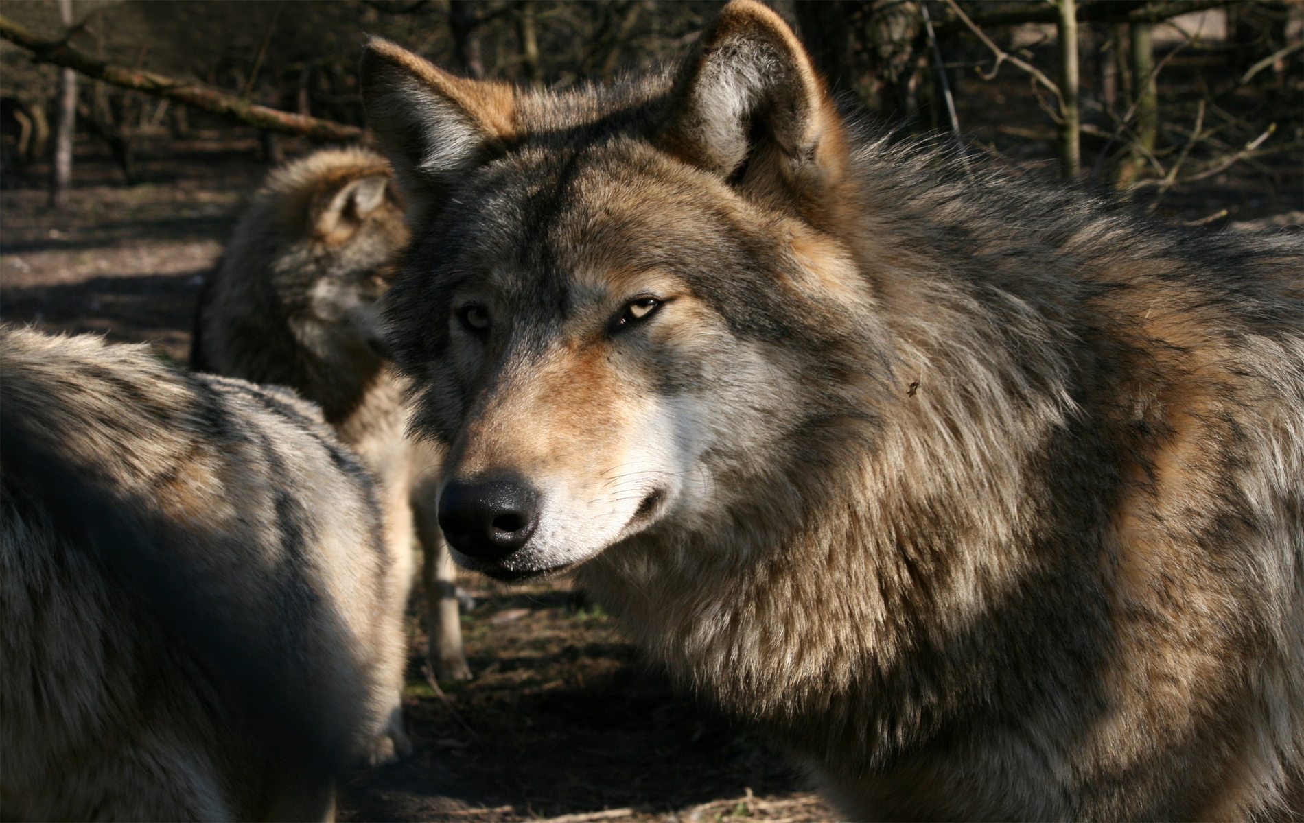 Free download wallpaper Muzzle, Wild, Predator, Wolf, Animals on your PC desktop