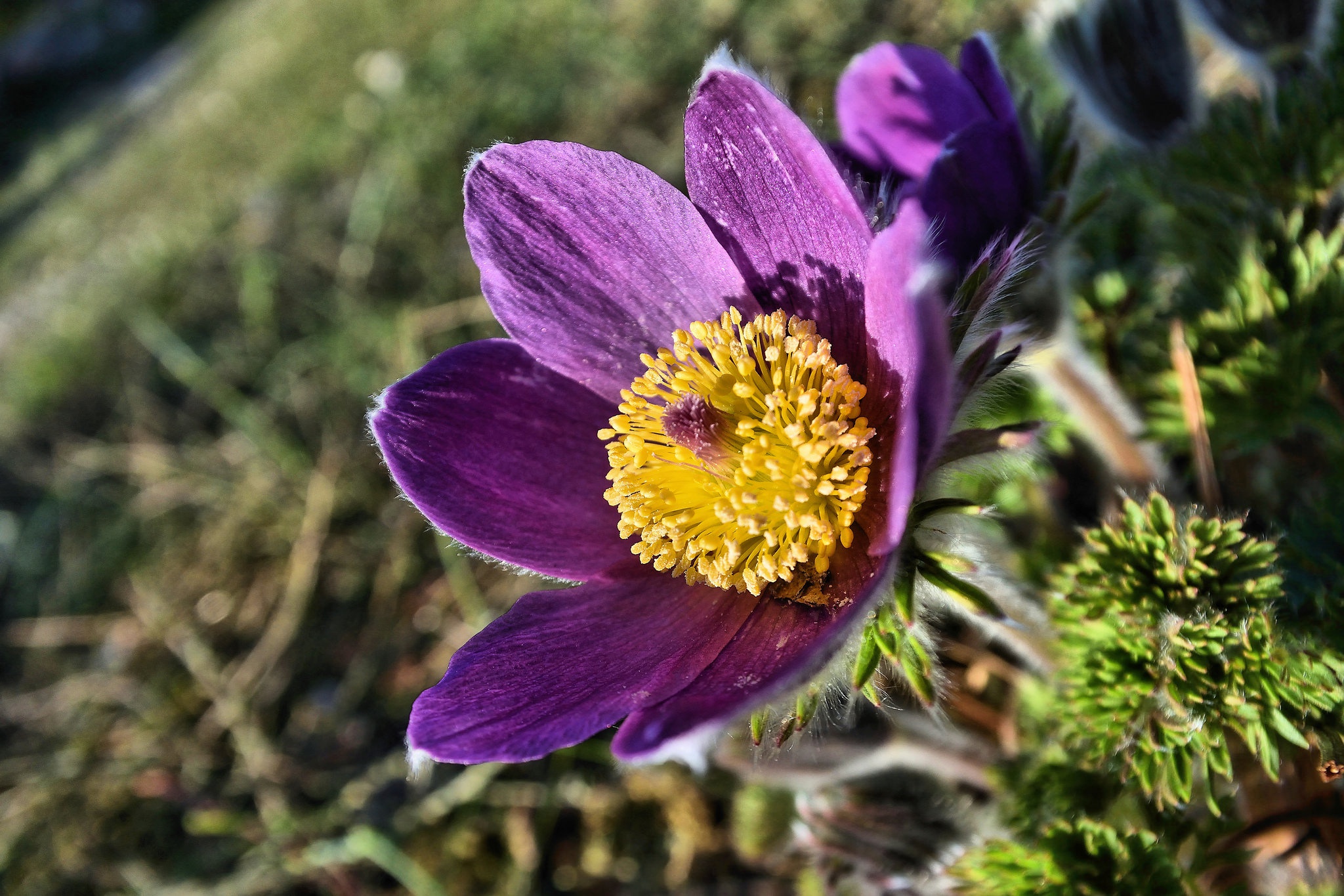 Anemone Pulsatilla С†РІРµС‚РѕРє