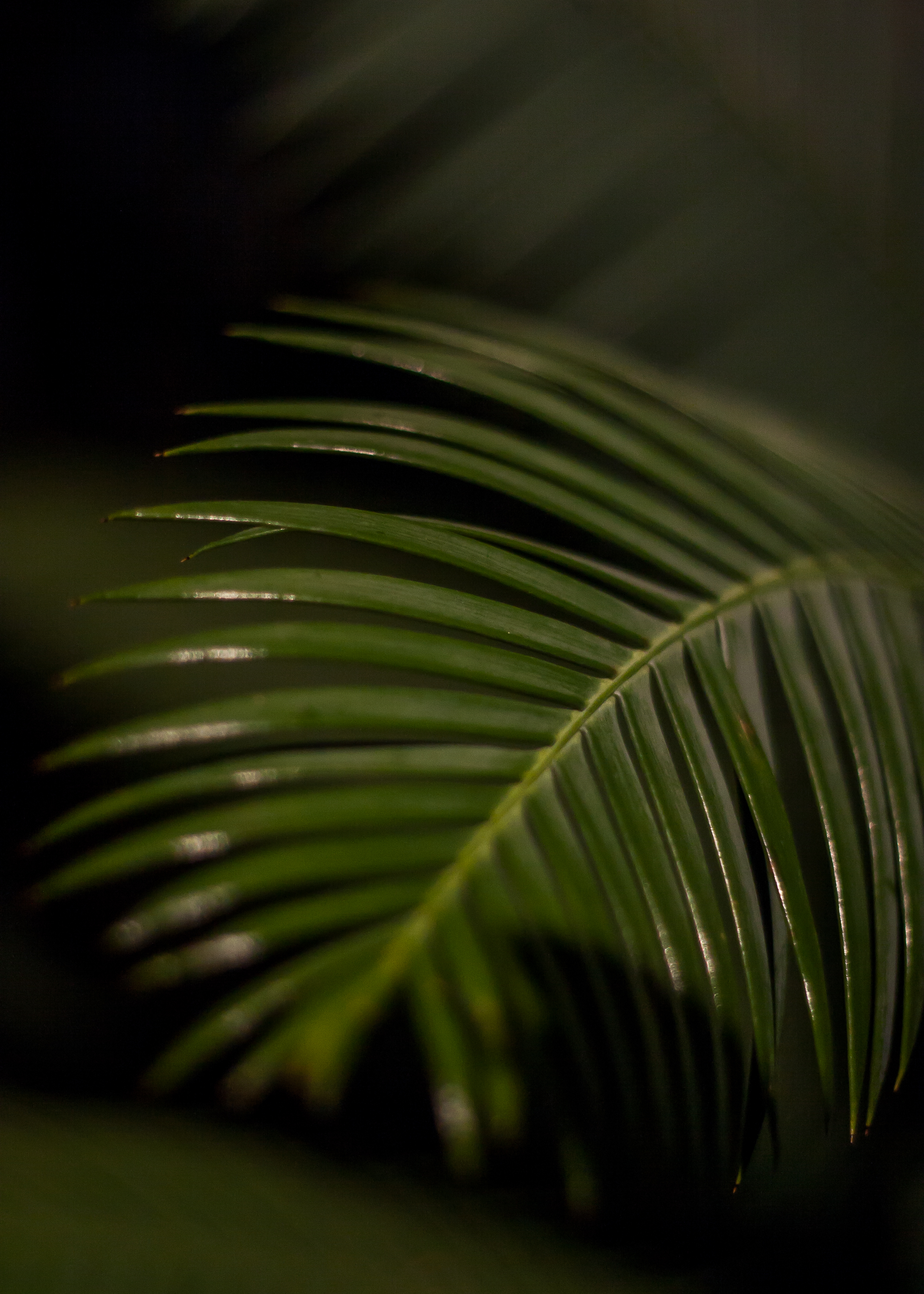 118989 Hintergrundbild herunterladen grün, makro, blatt, tropisch, tropischen, palmblatt - Bildschirmschoner und Bilder kostenlos