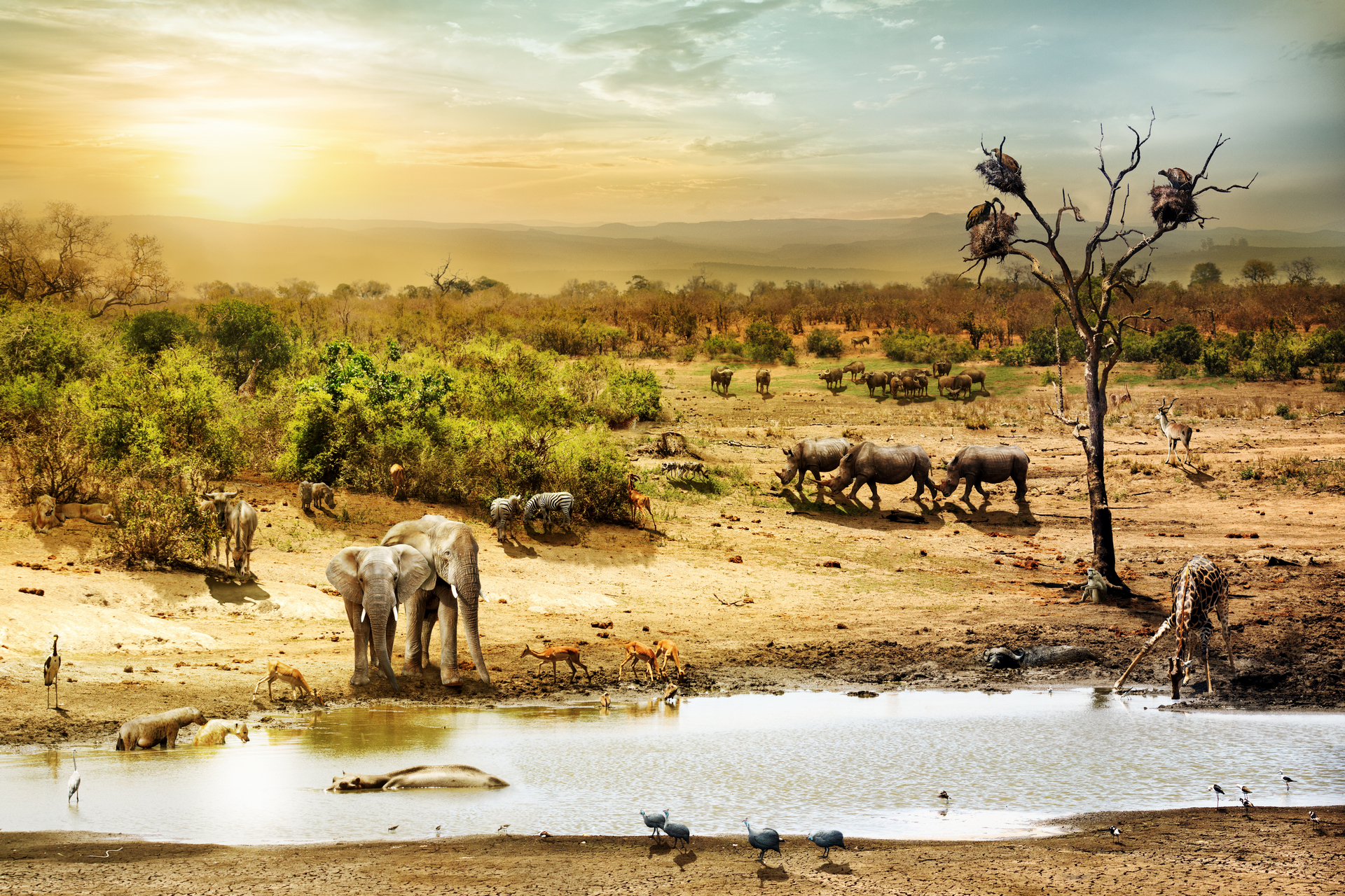 487107 Bild herunterladen tiere, afrikanischer elefant, vogel, fantasie, giraffe, safari, zebra, elefanten - Hintergrundbilder und Bildschirmschoner kostenlos