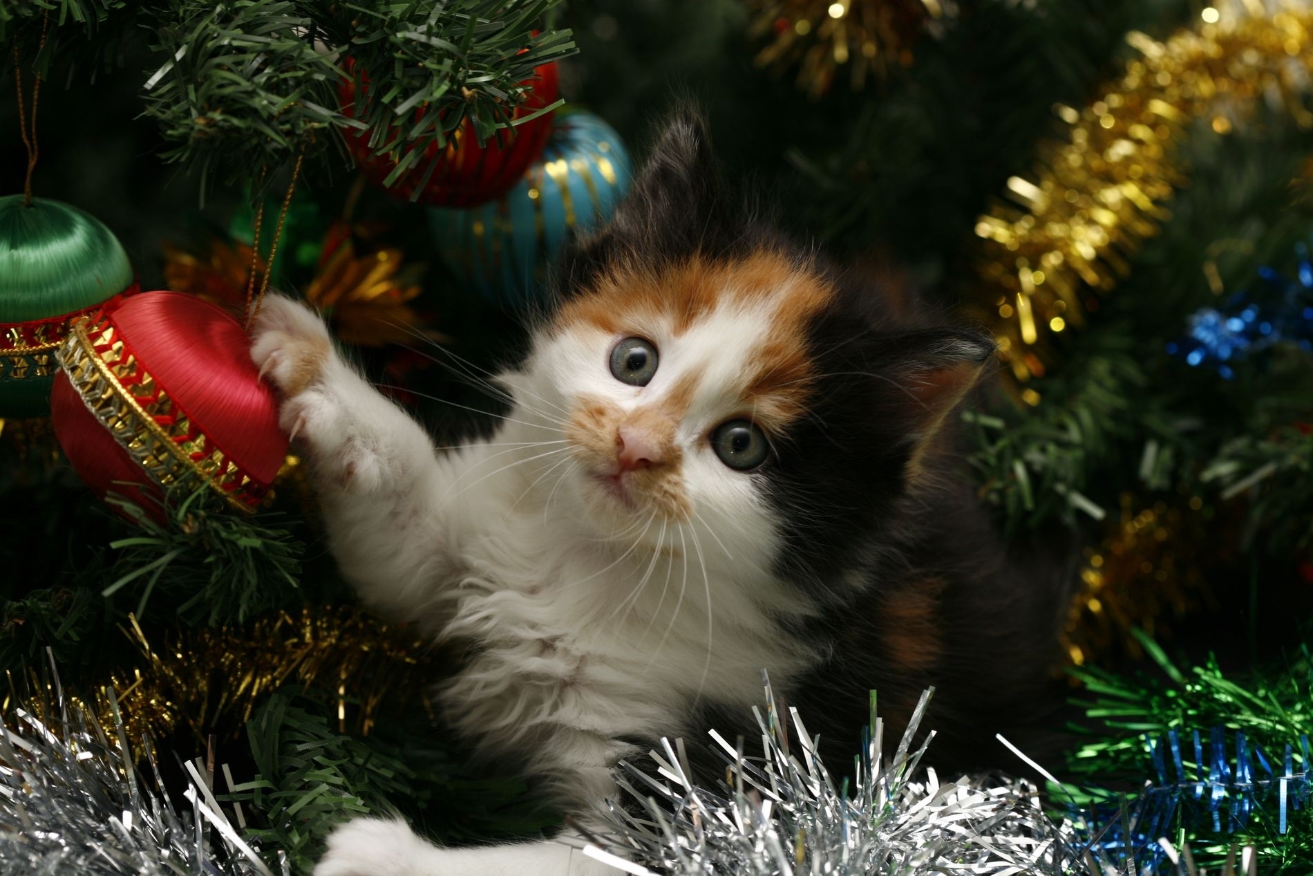 spotted, animals, christmas tree toys, kitty, kitten, muzzle, spotty, christmas, christmas decorations, christmas tree, tinsel HD wallpaper