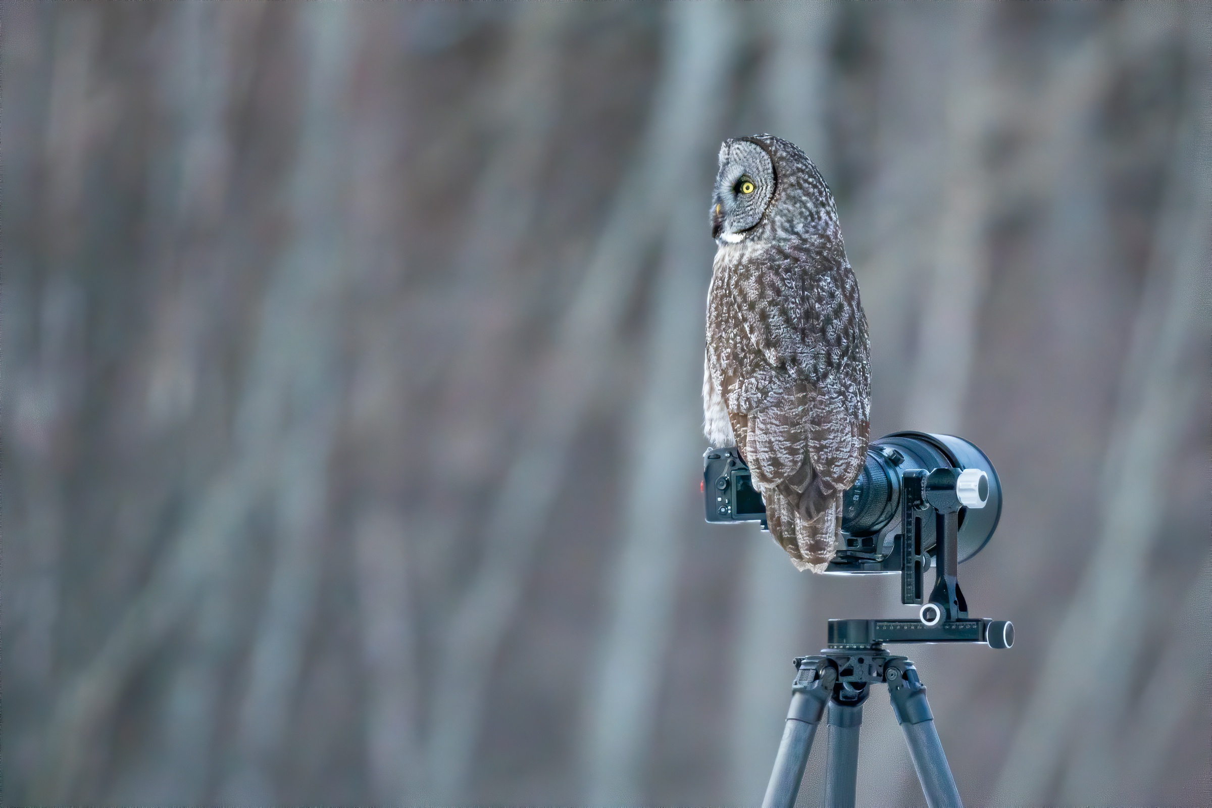 camera, birds, animal, owl, bird, tawny owl 32K