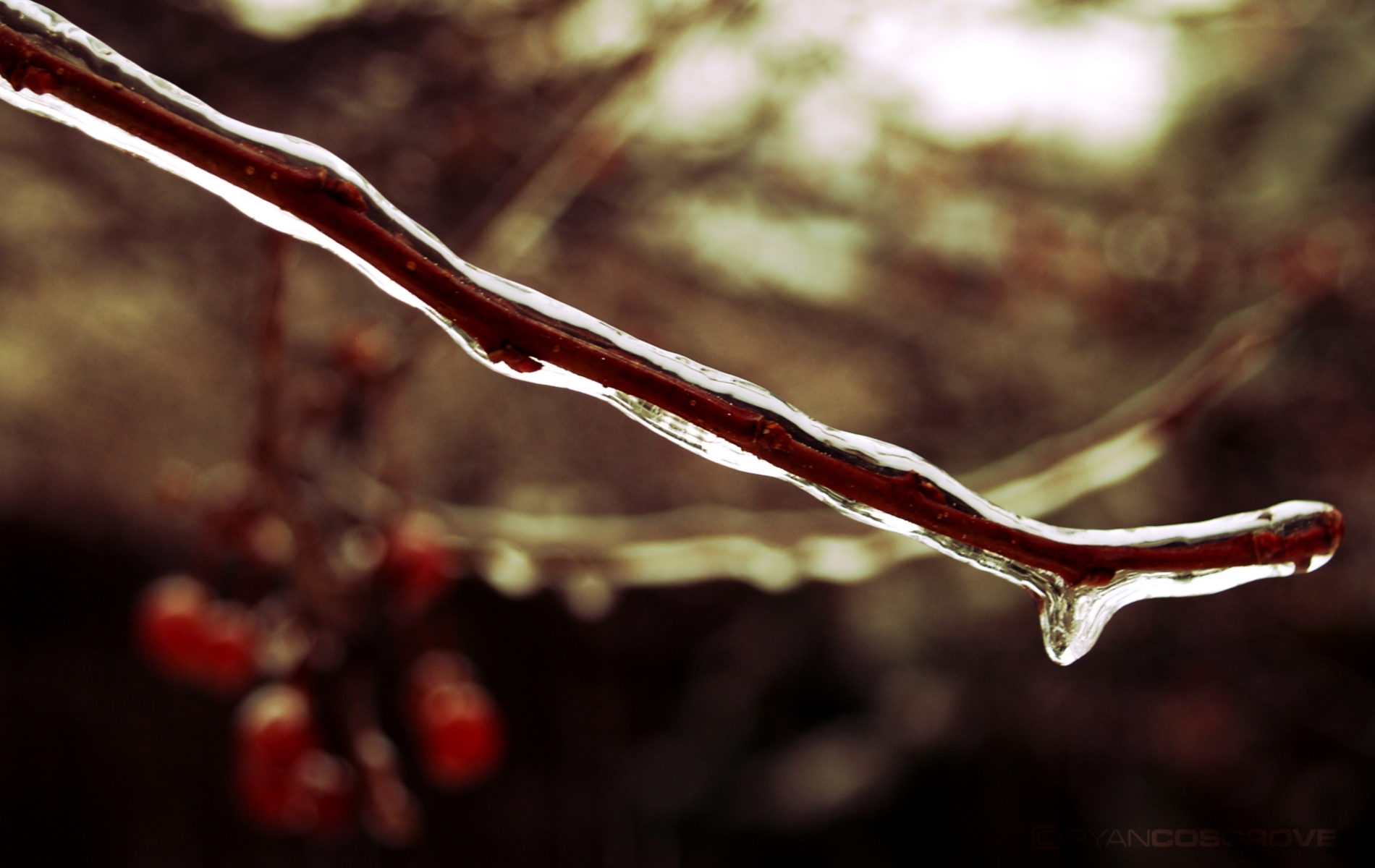 Download mobile wallpaper Branch, Frost, Ice, Macro, Brown for free.