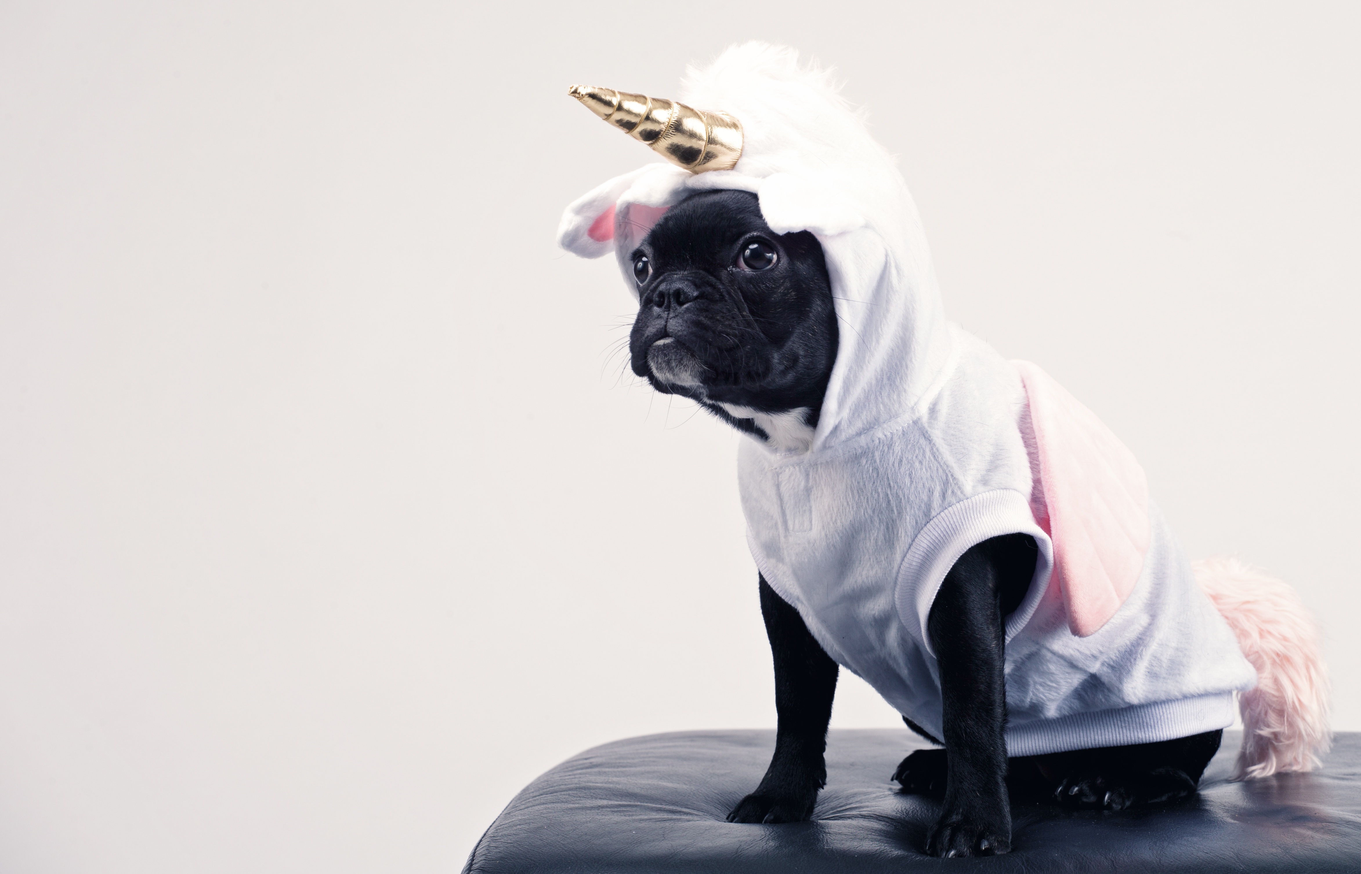 animal, french bulldog, costume, dog, unicorn, dogs HD wallpaper