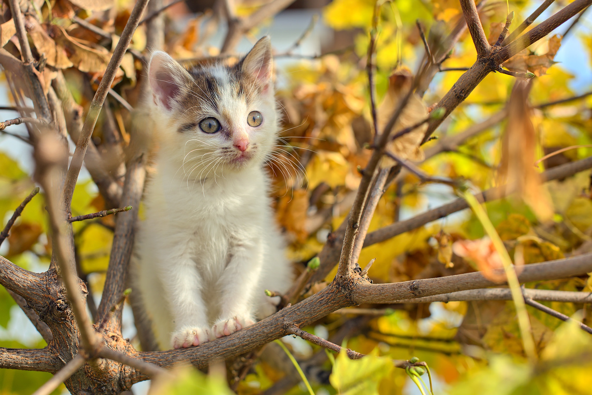 Картинки кошек на дереве