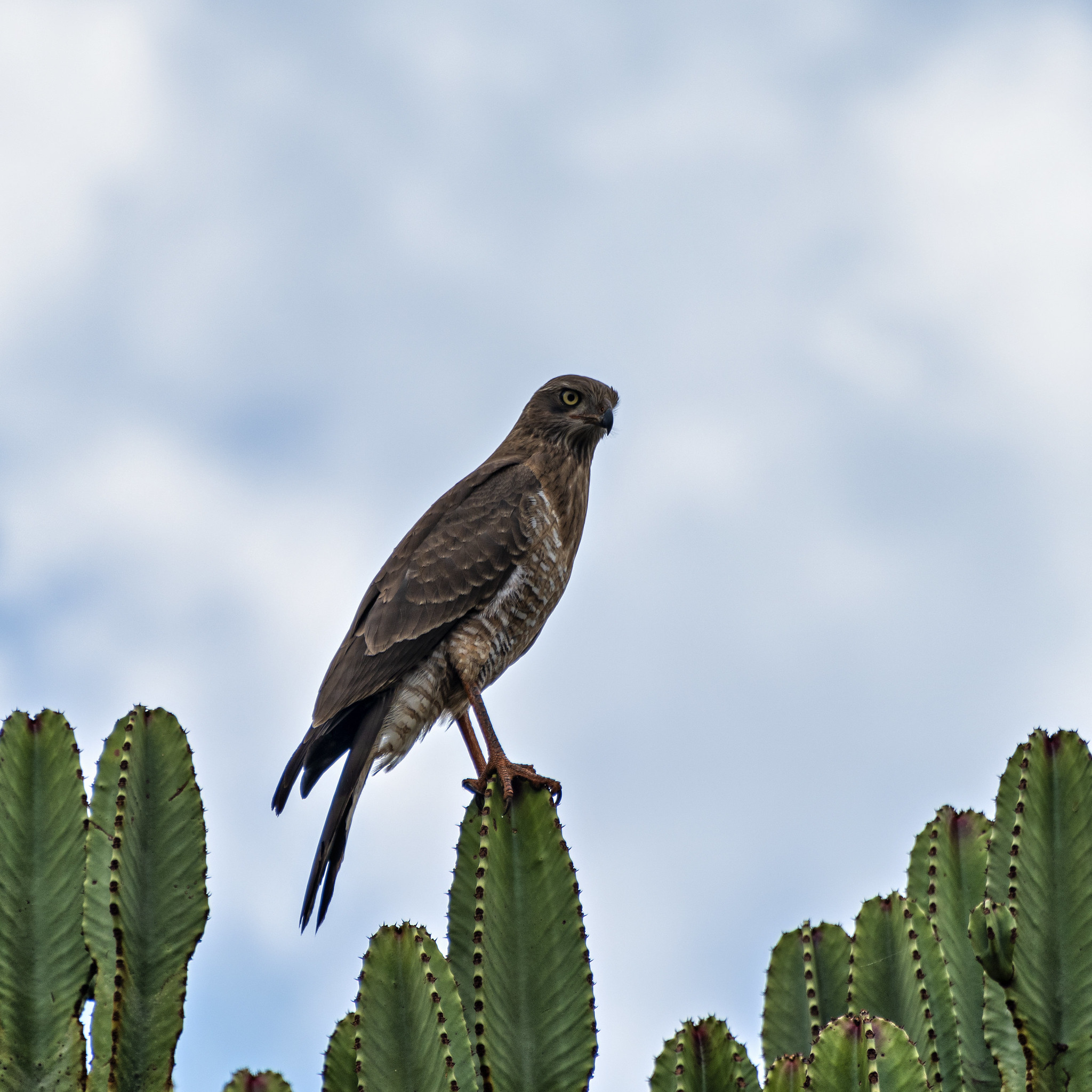 141705 Bild herunterladen tiere, vogel, raubtier, predator, falke, kaktus, hawk - Hintergrundbilder und Bildschirmschoner kostenlos