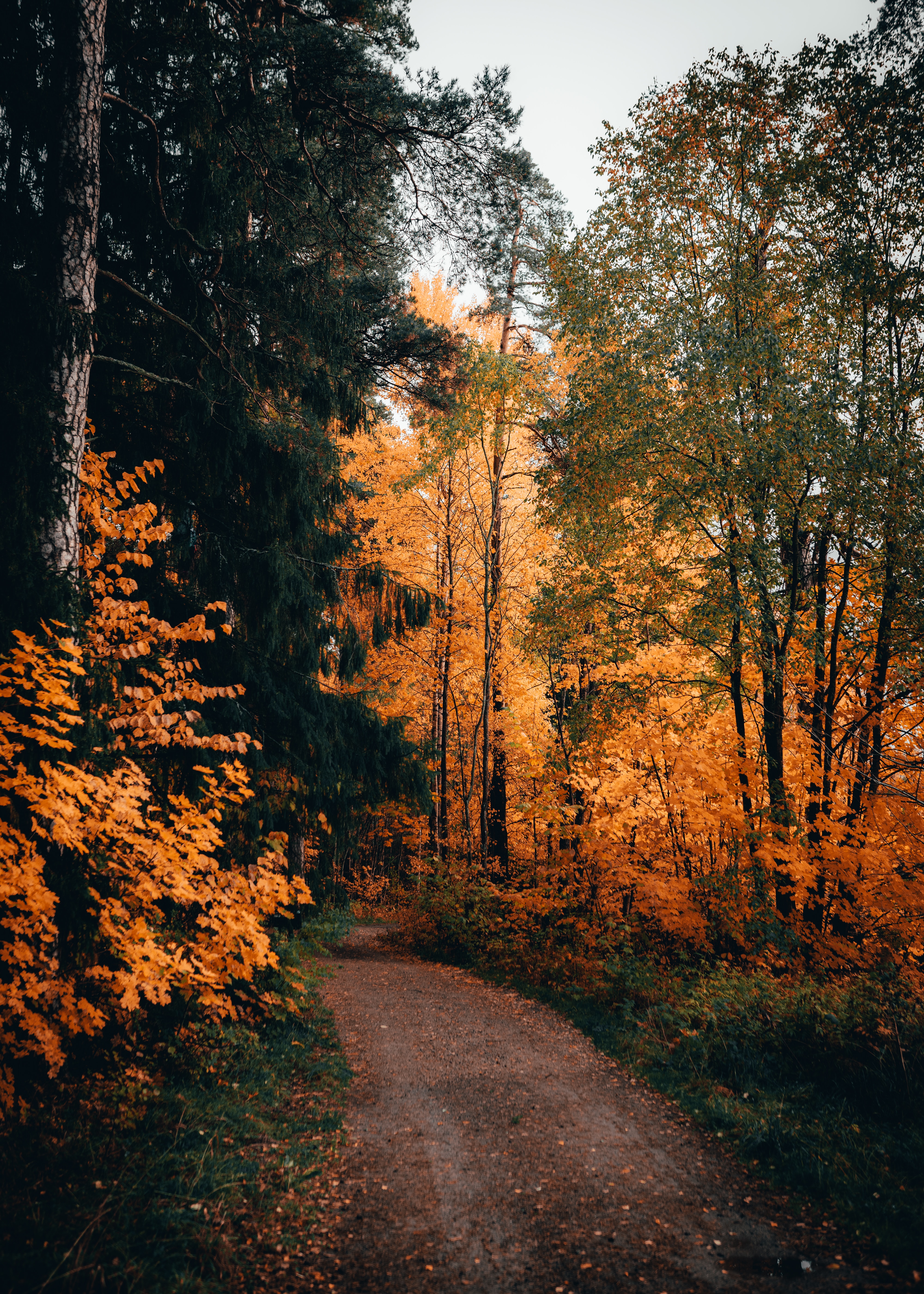 Download mobile wallpaper Path, Autumn, Nature, Trees, Forest for free.