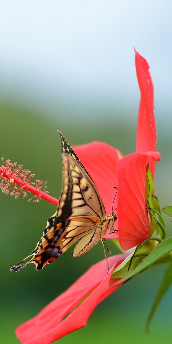 Цветок красные бабочки