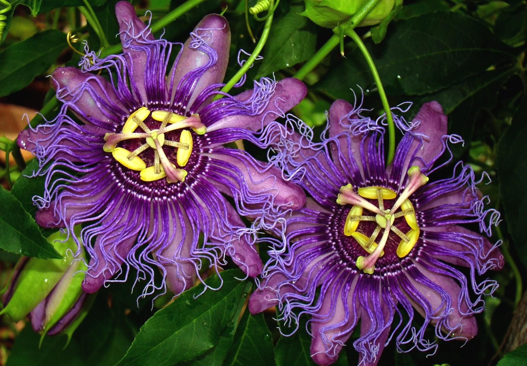 1920 x 1080 picture flowers, leaves, wavy, exotic, exotics, passionflower, passiflora