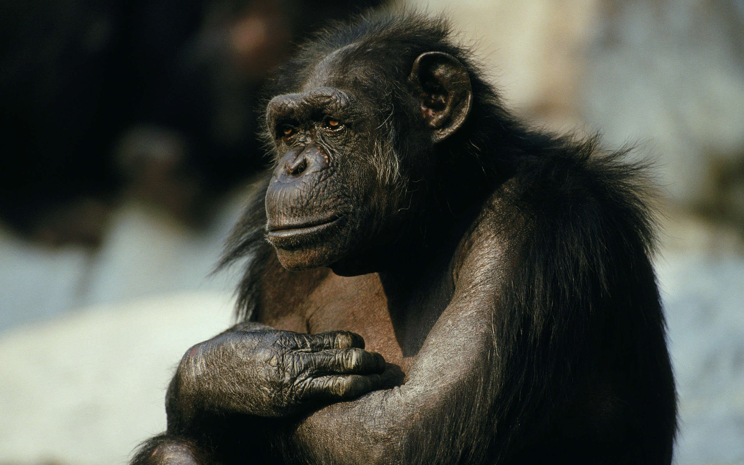 306650 скачать обои обезьяны, животные, шимпанзе, обезьяна - заставки и картинки бесплатно