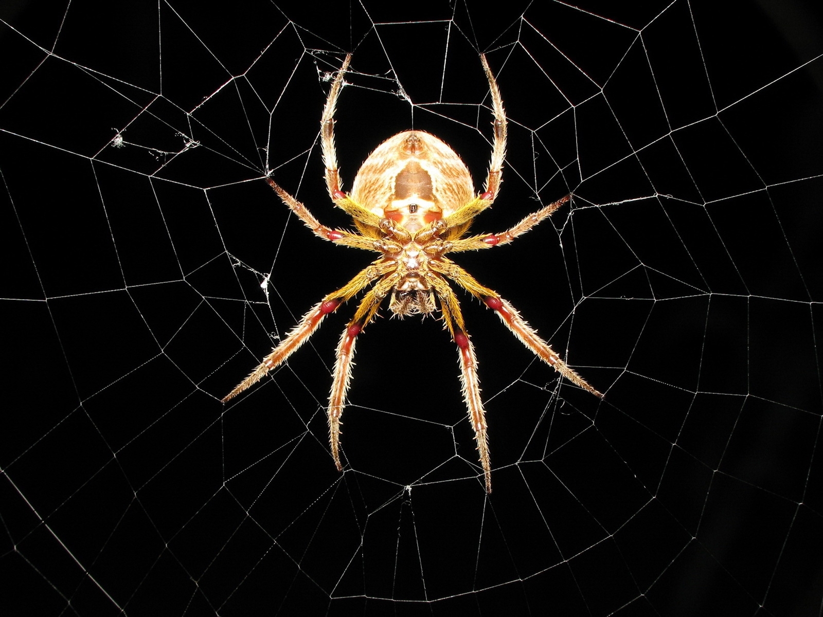Mobile wallpaper black, web, insects, spiders