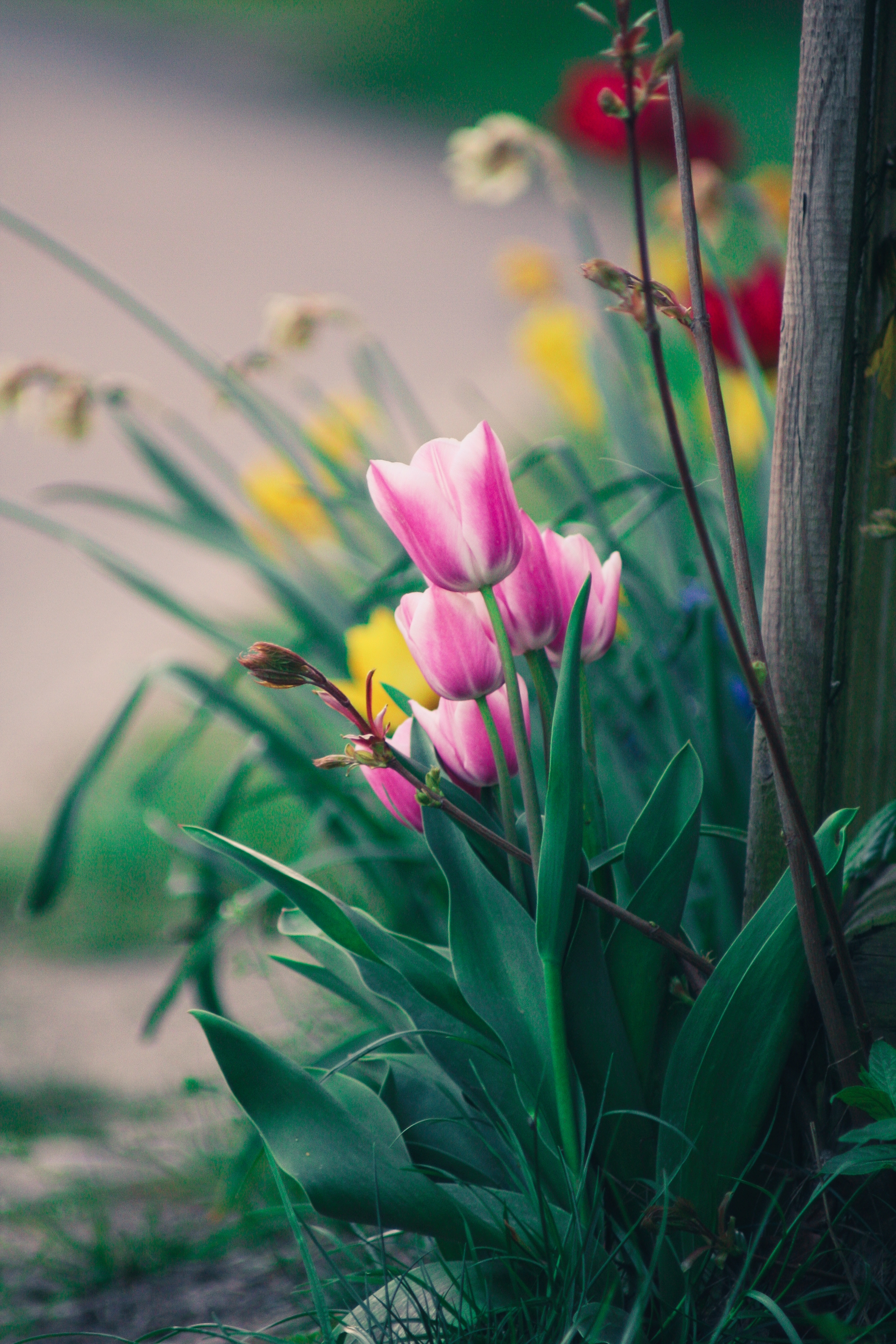 pink, tulips, flowers, bloom, flowering, flower bed, flowerbed HD wallpaper