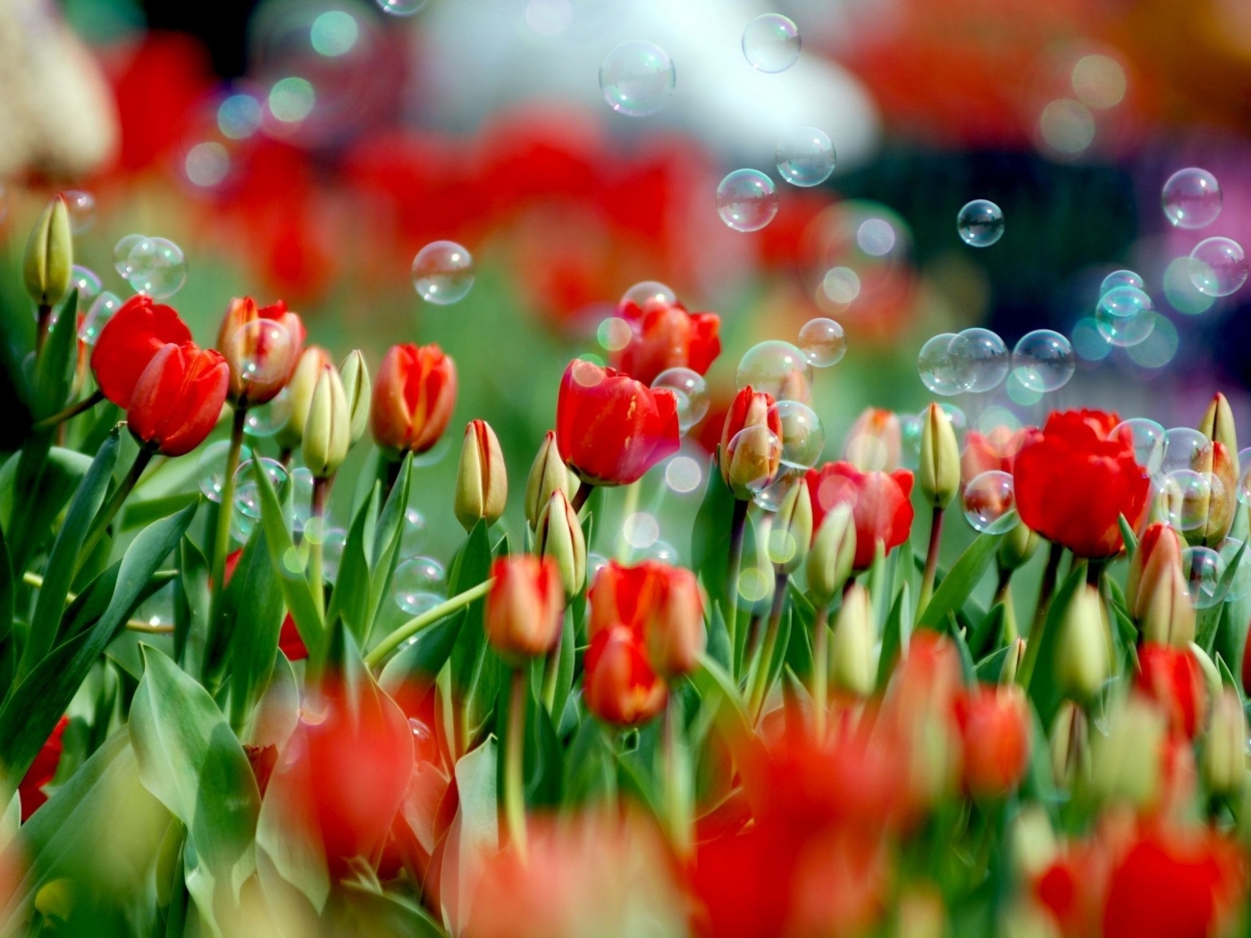 Скачати мобільні шпалери Рослини, Тюльпани, Квіти безкоштовно.