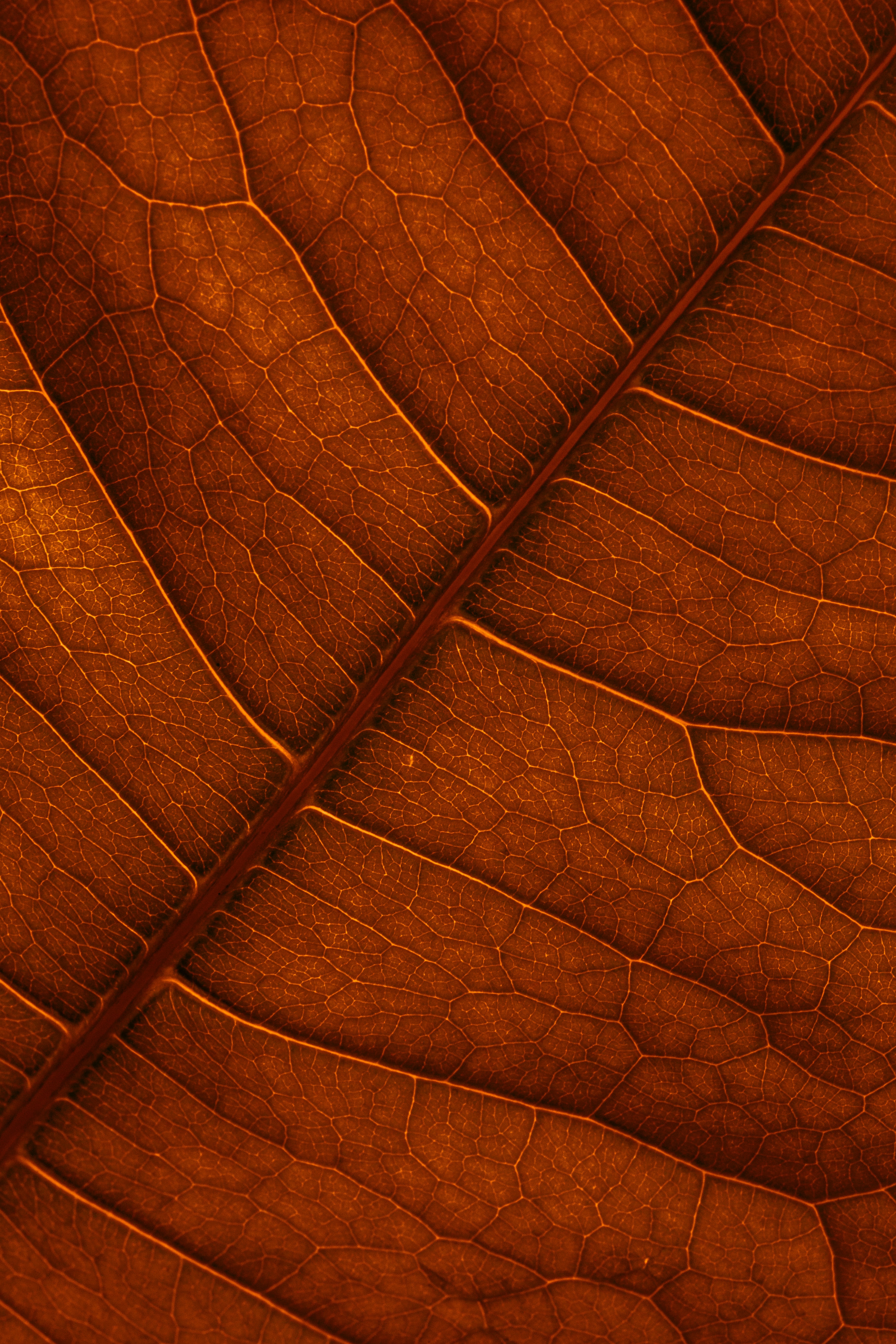 veins, macro, structure, brown, leaflet High Definition image