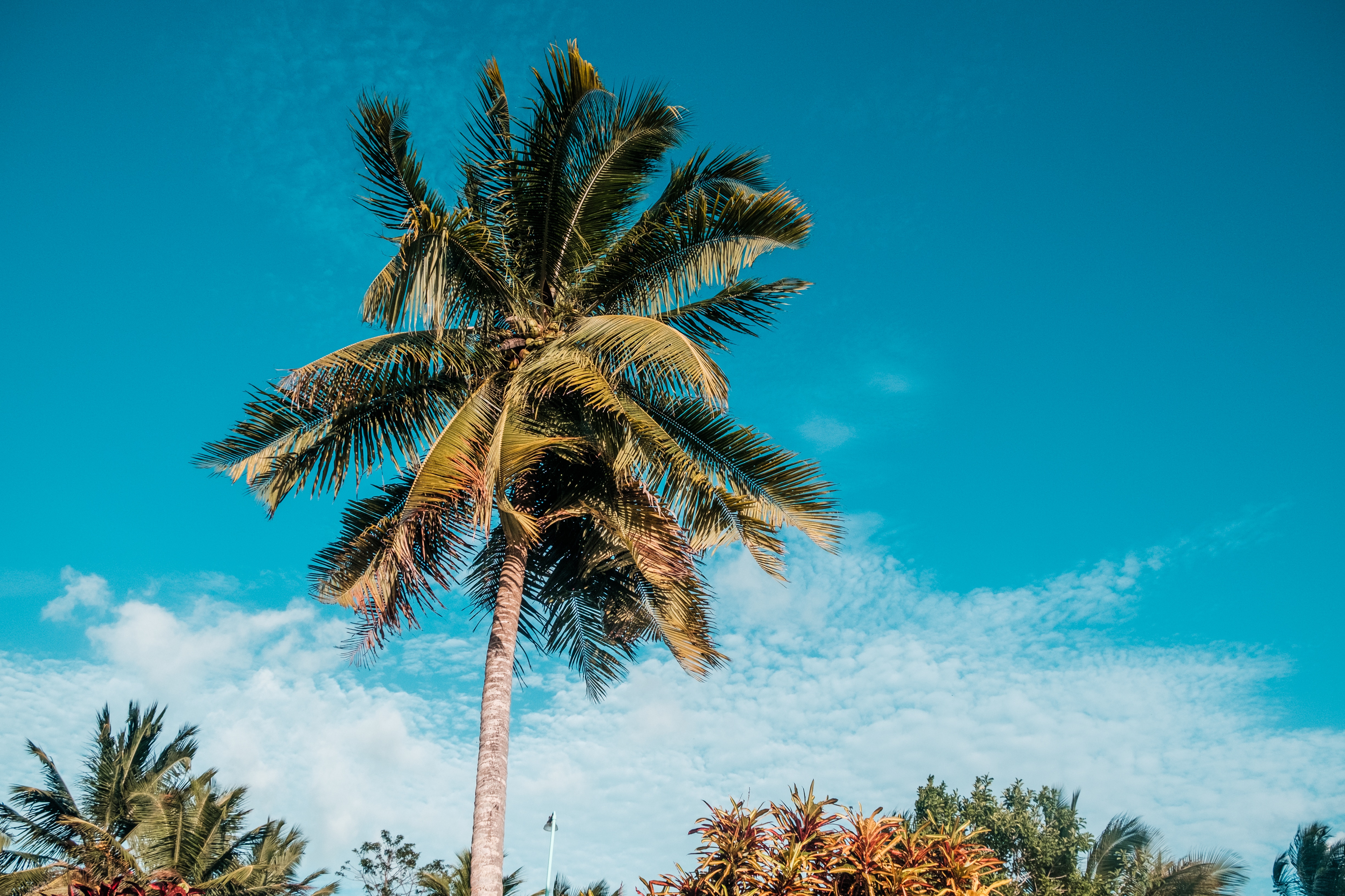 Free HD palm, nature, sky, summer, tropics