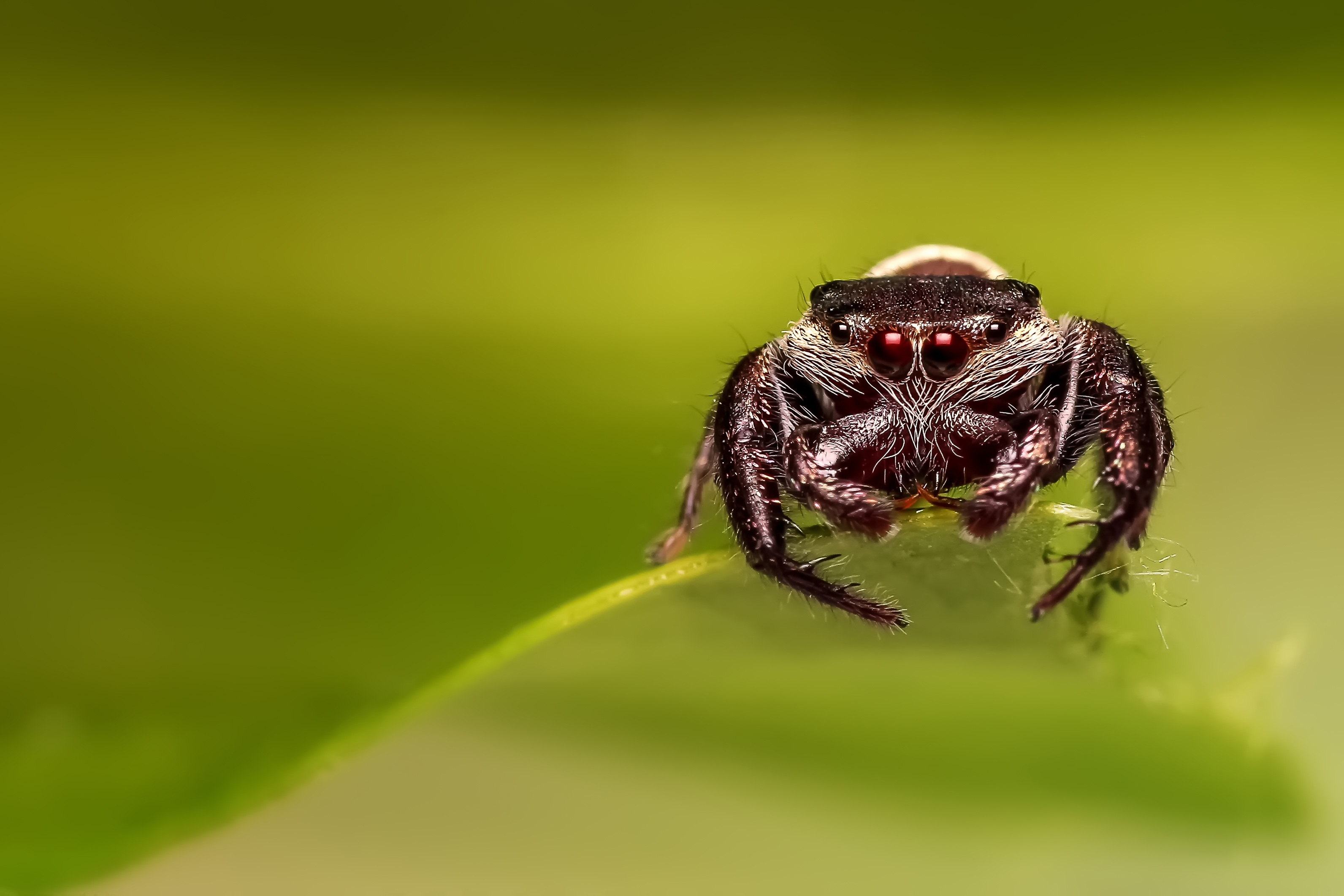 Download mobile wallpaper Macro, Spider, Eyes for free.