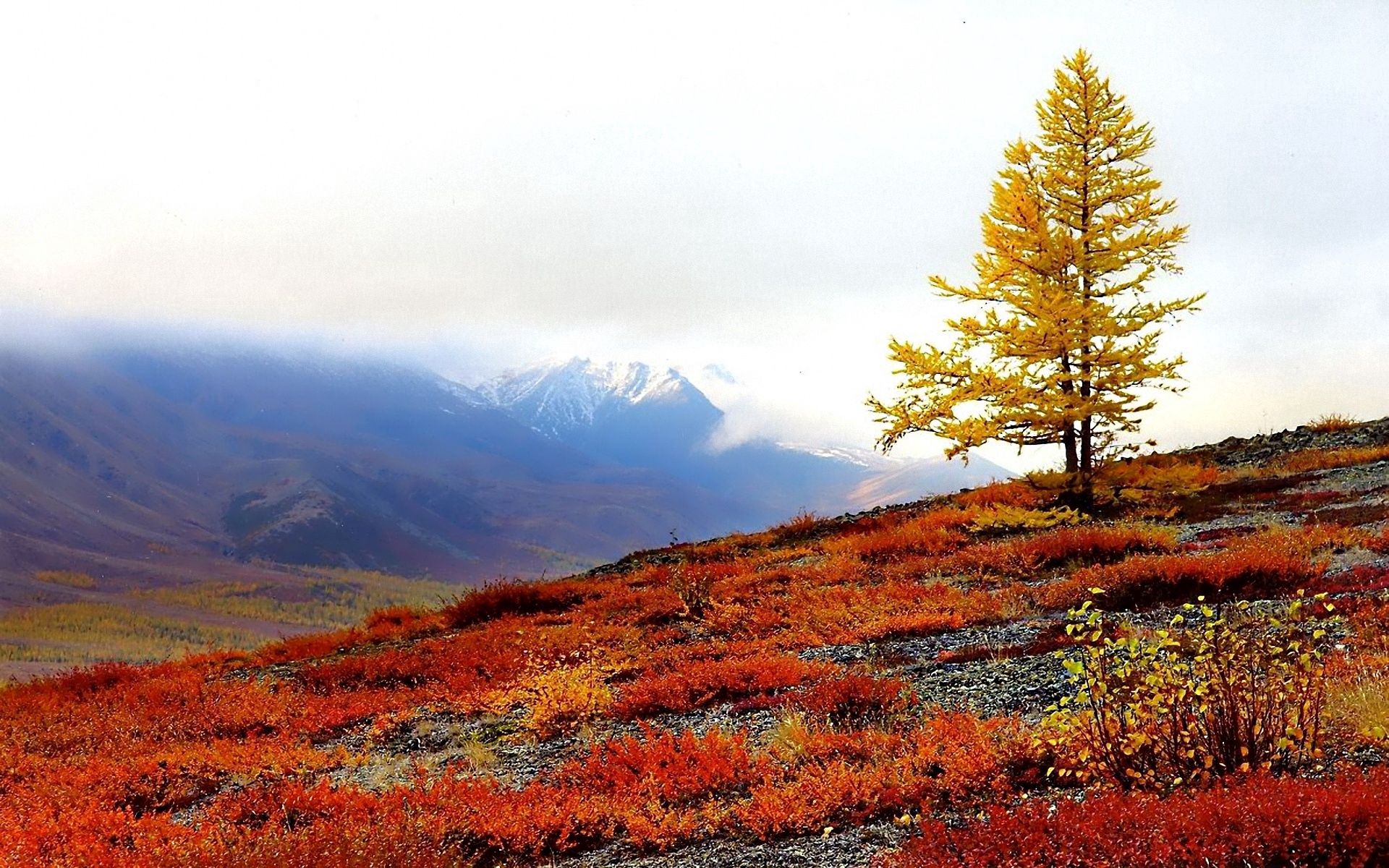102759 скачать обои осень, природа, дерево, склон, краски, одинокое - заставки и картинки бесплатно
