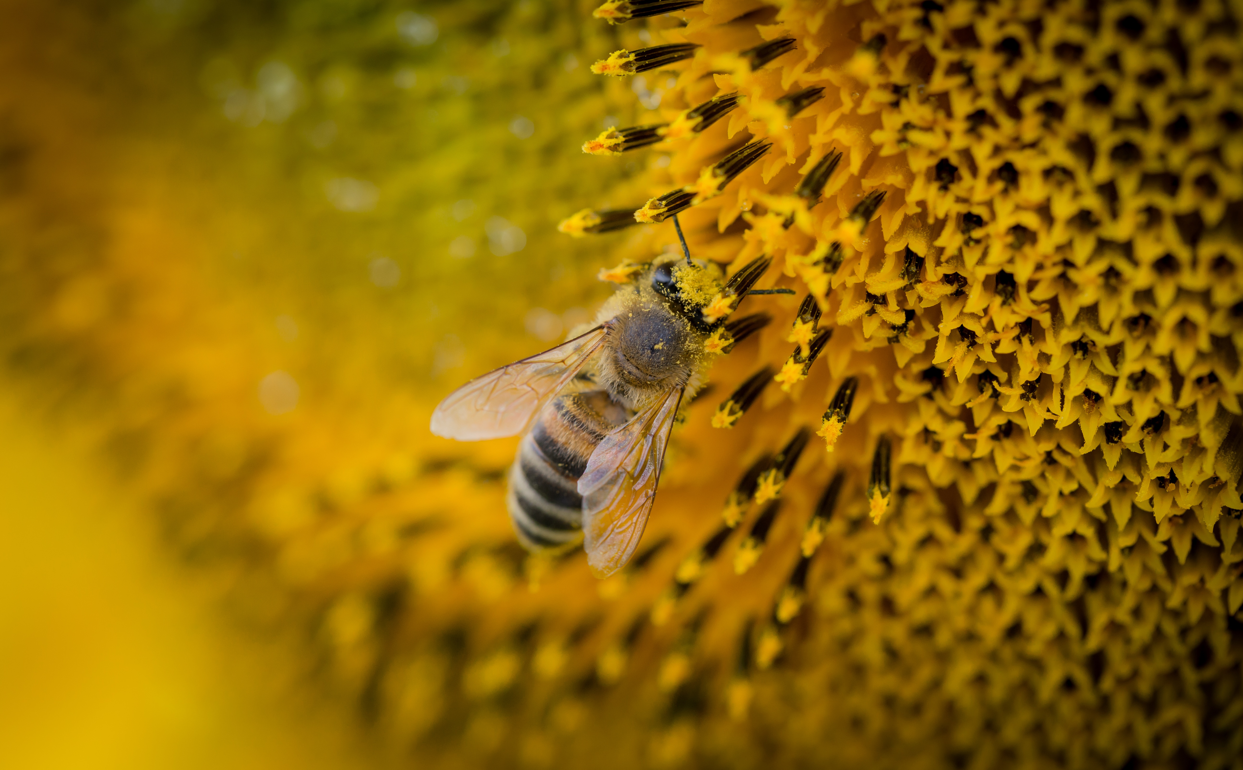 macro, bee, sunflower, pollination lock screen backgrounds