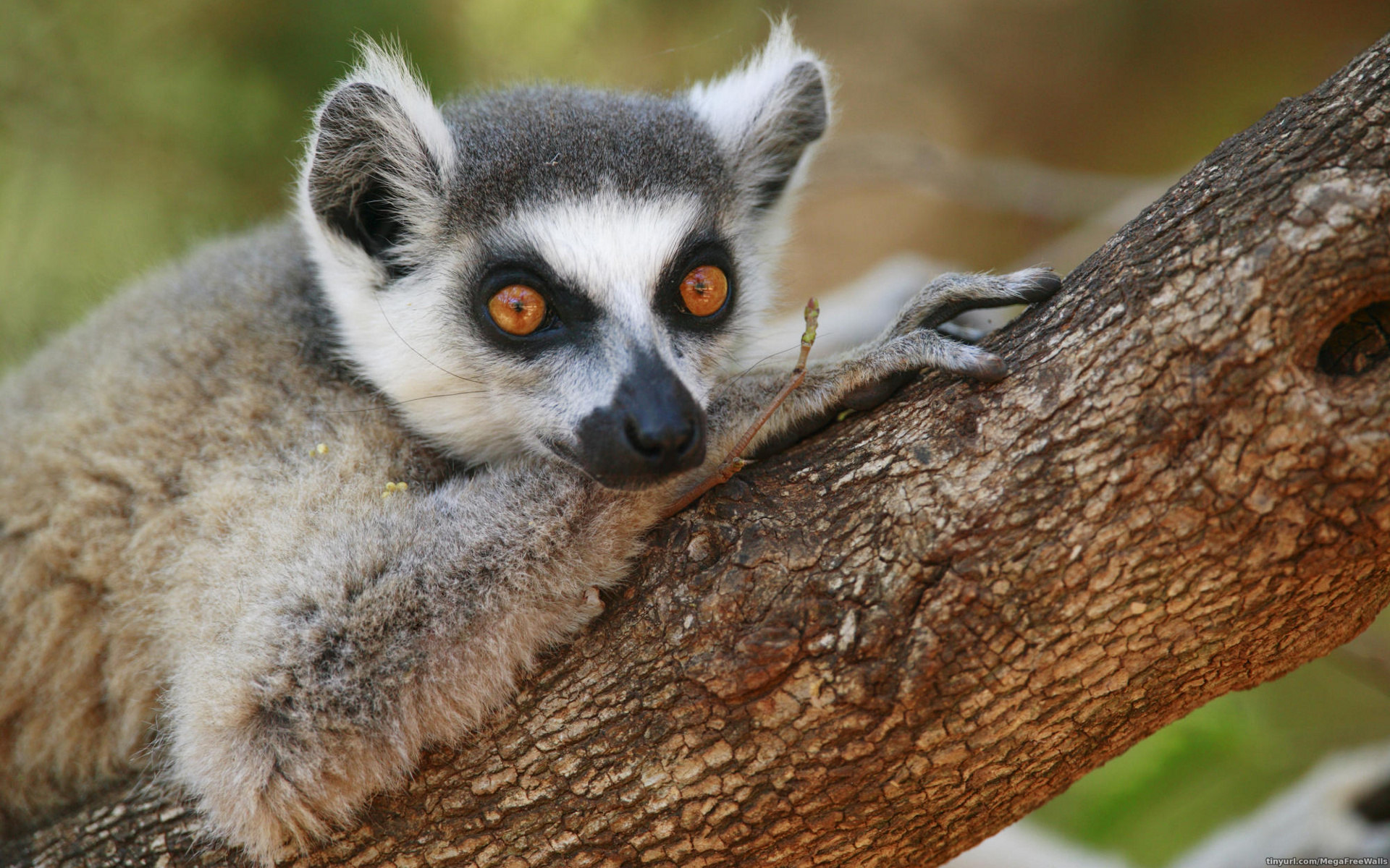 263182 Bild herunterladen tiere, lemur, affen - Hintergrundbilder und Bildschirmschoner kostenlos