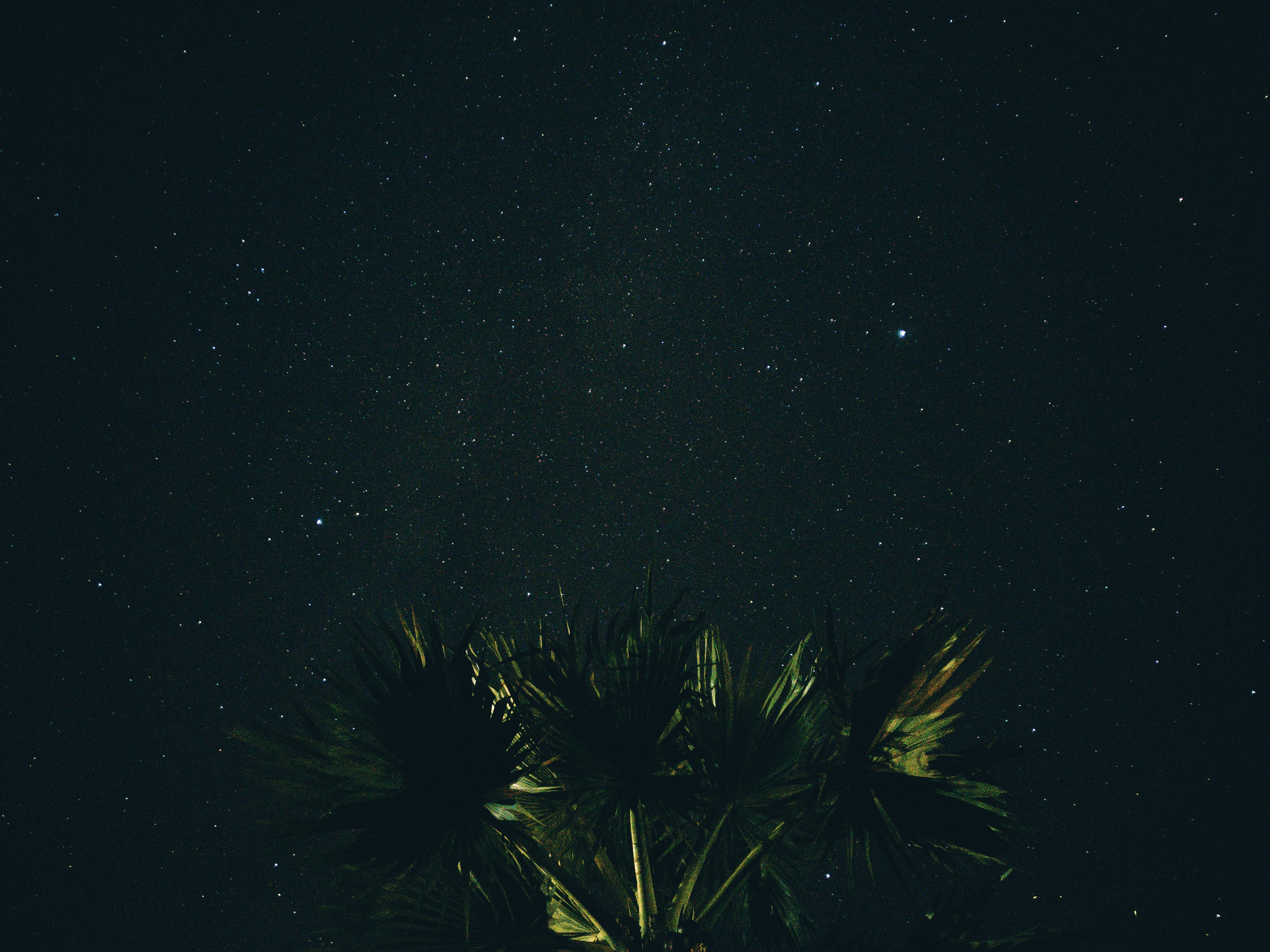 nature, night, starry sky, palm desktop HD wallpaper