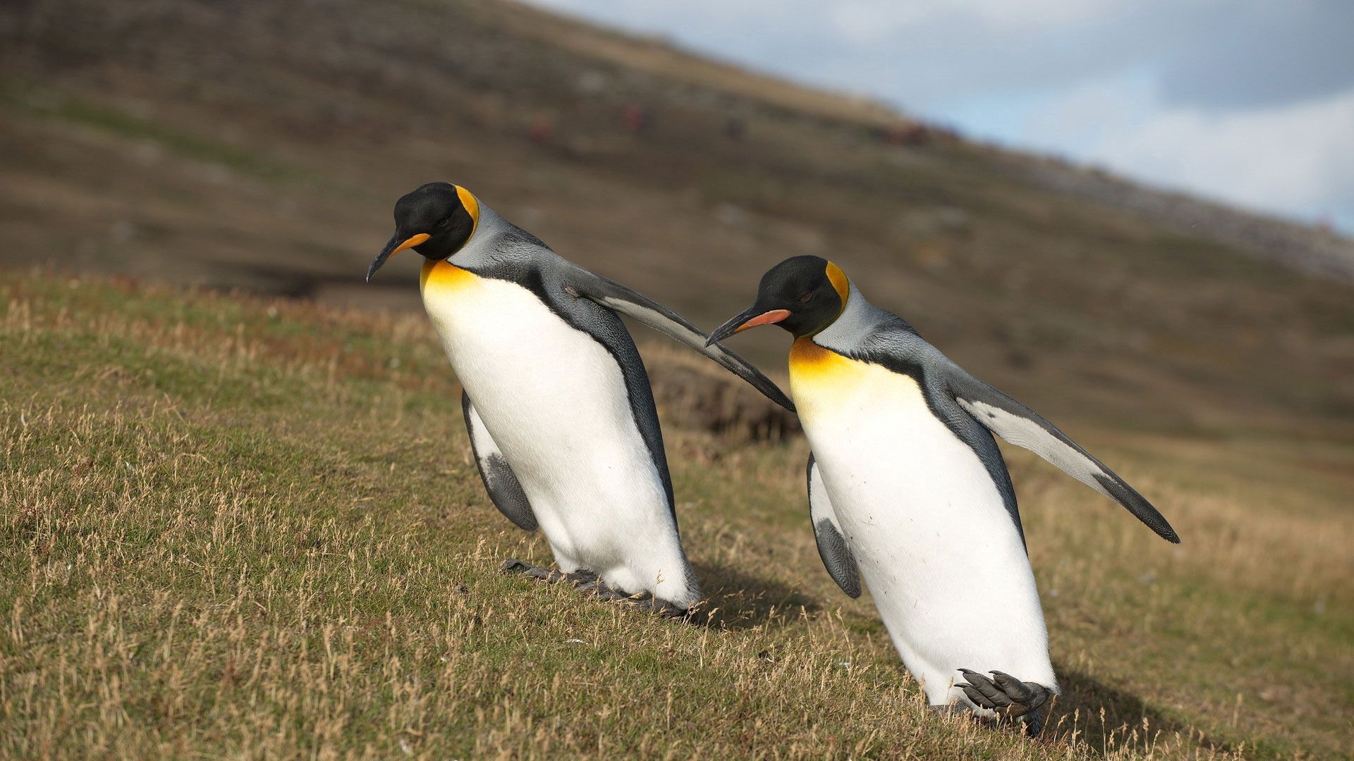 131081 baixar imagens pinguins, animais, grama, montanha, asas, inclinação, declive - papéis de parede e protetores de tela gratuitamente